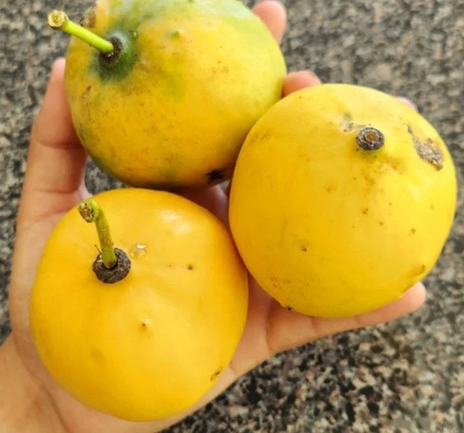 Luc's Garcinia 3.jpg