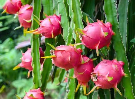 American Beauty Dragonfruit 2.jpg