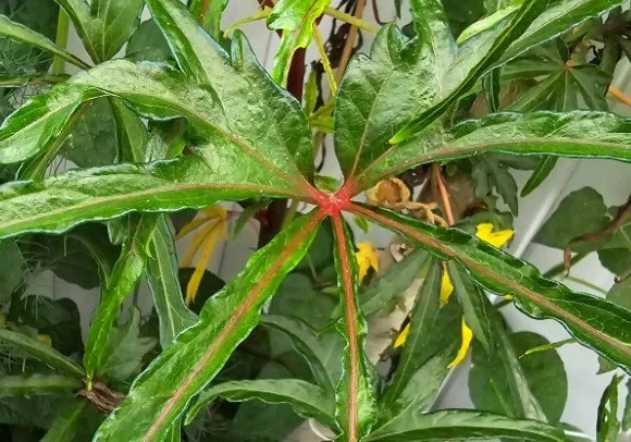 chief kubo tree spinach.jpg
