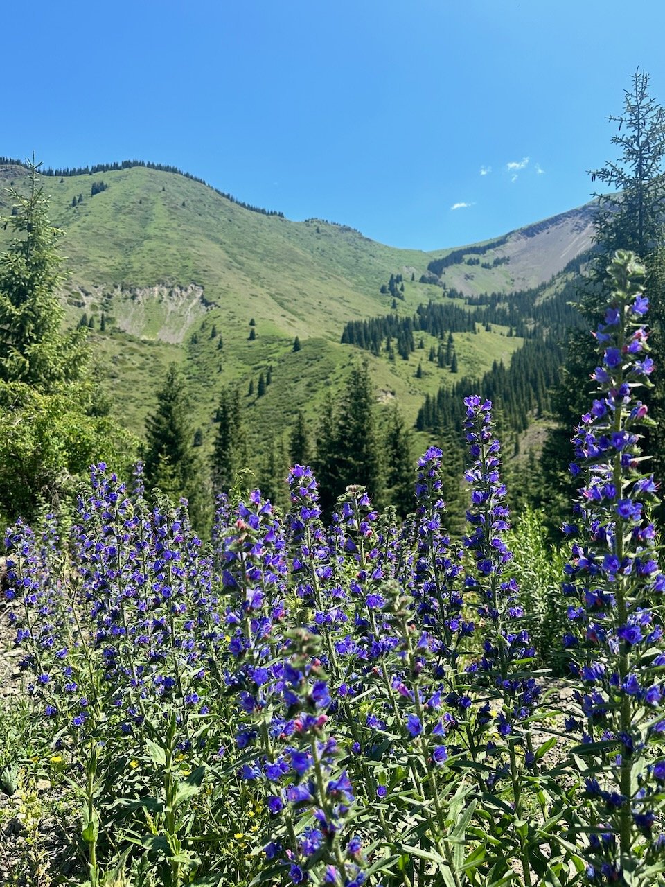 IMG_1012.jpeg