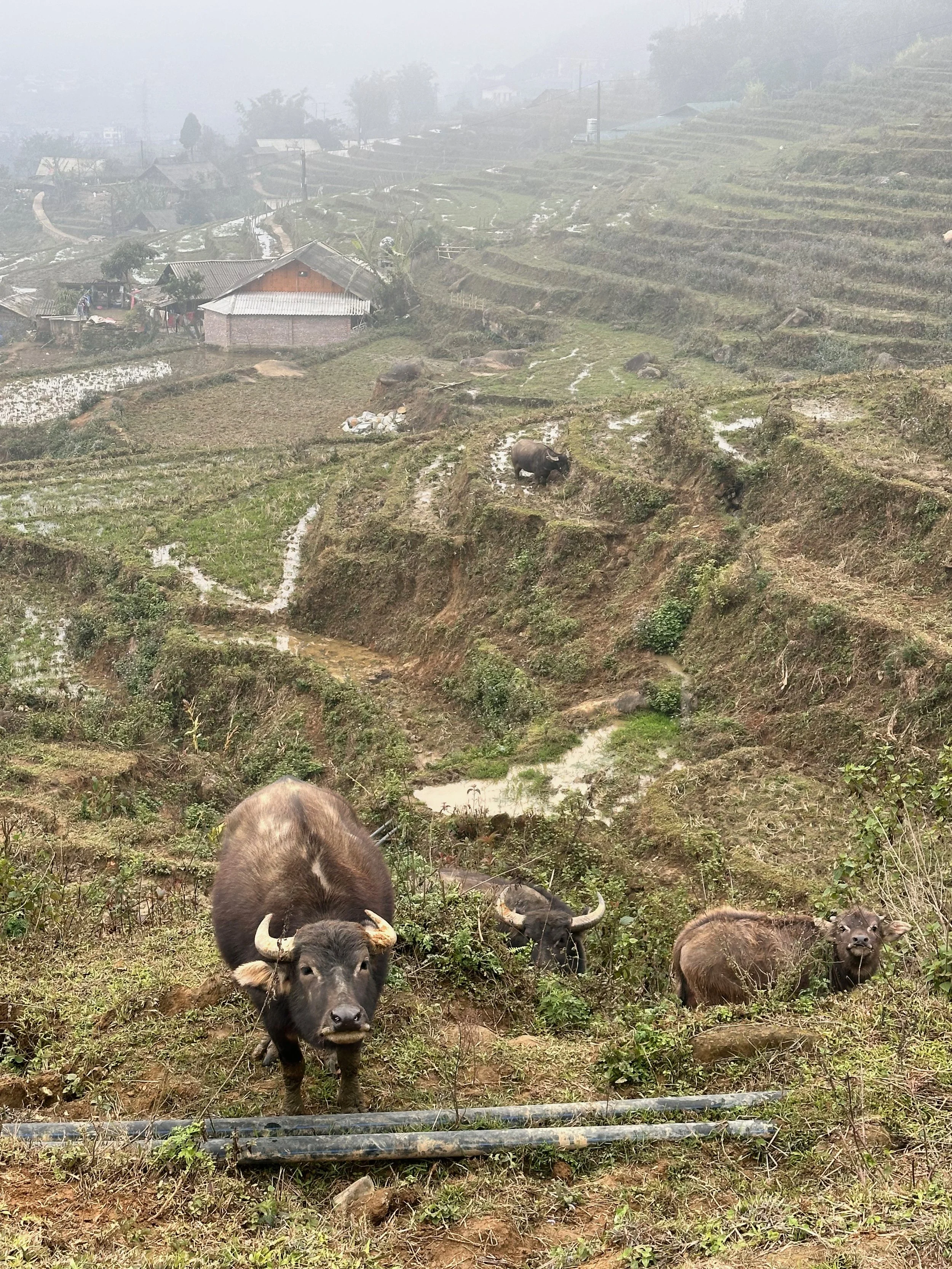 Water buffalo staring inquisitively at me