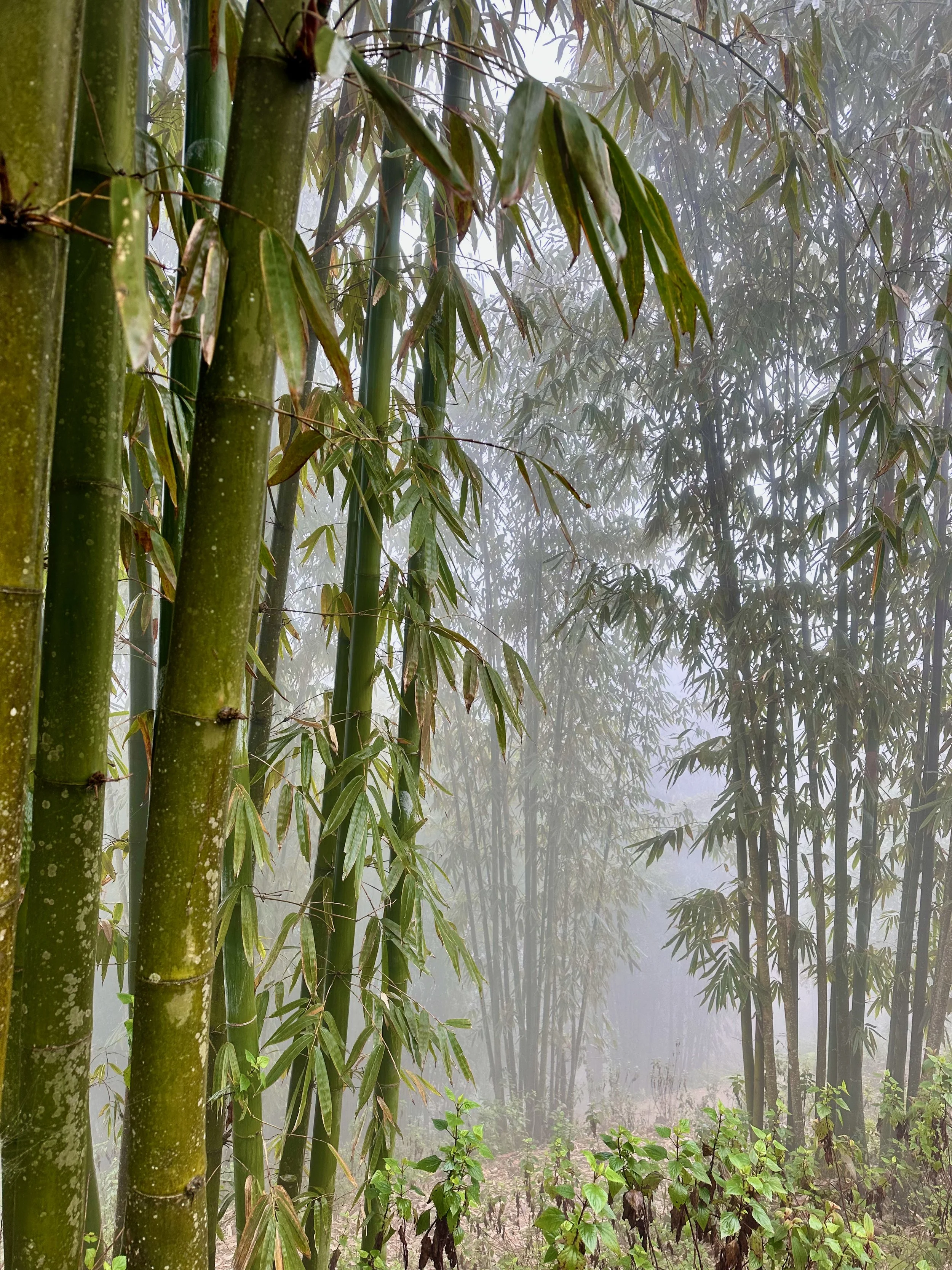 The trek winded through the Bamboo Forest