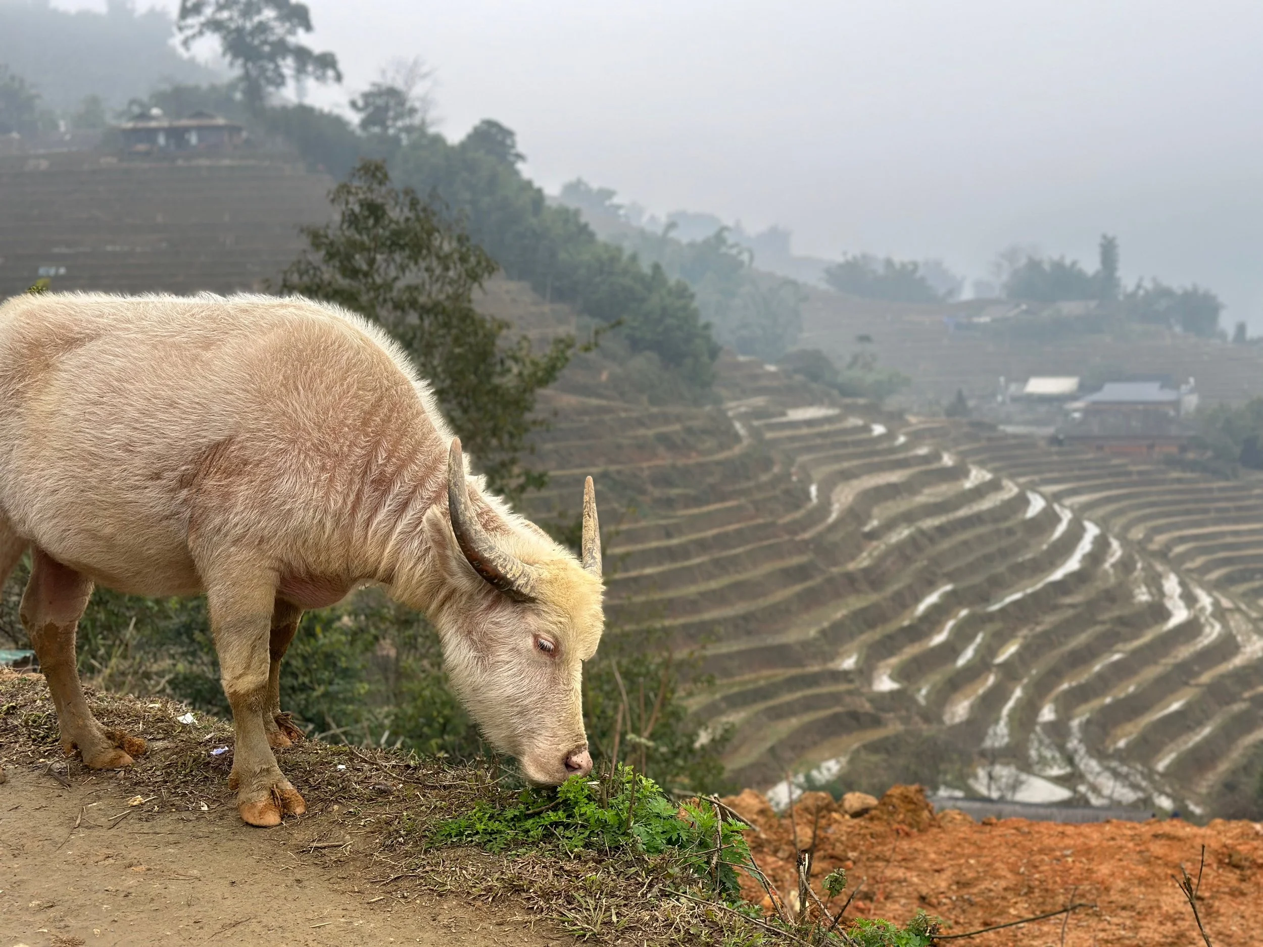 A curious..ox? grazing at the edge of the trail