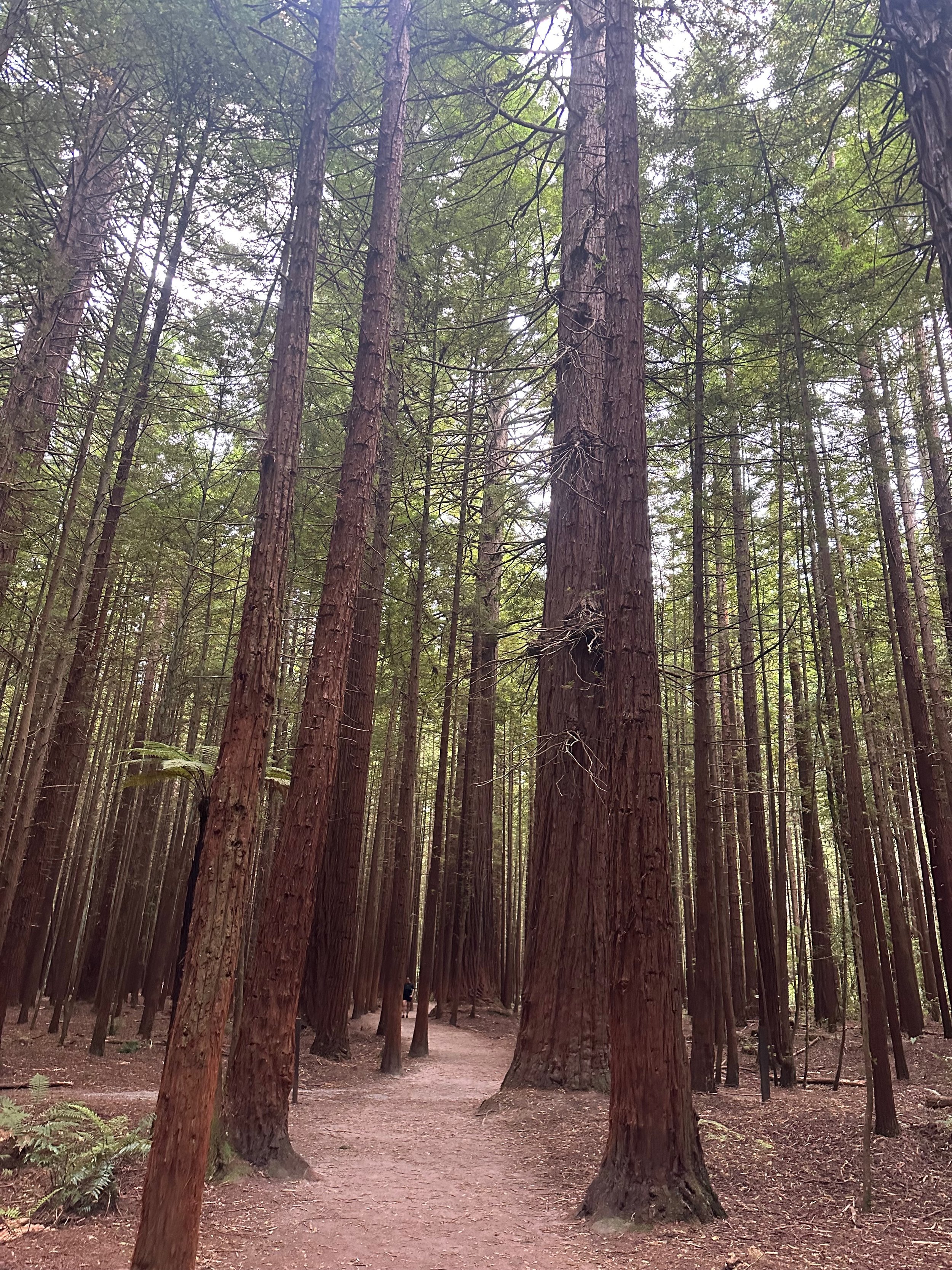 Whakarewarewa Forest
