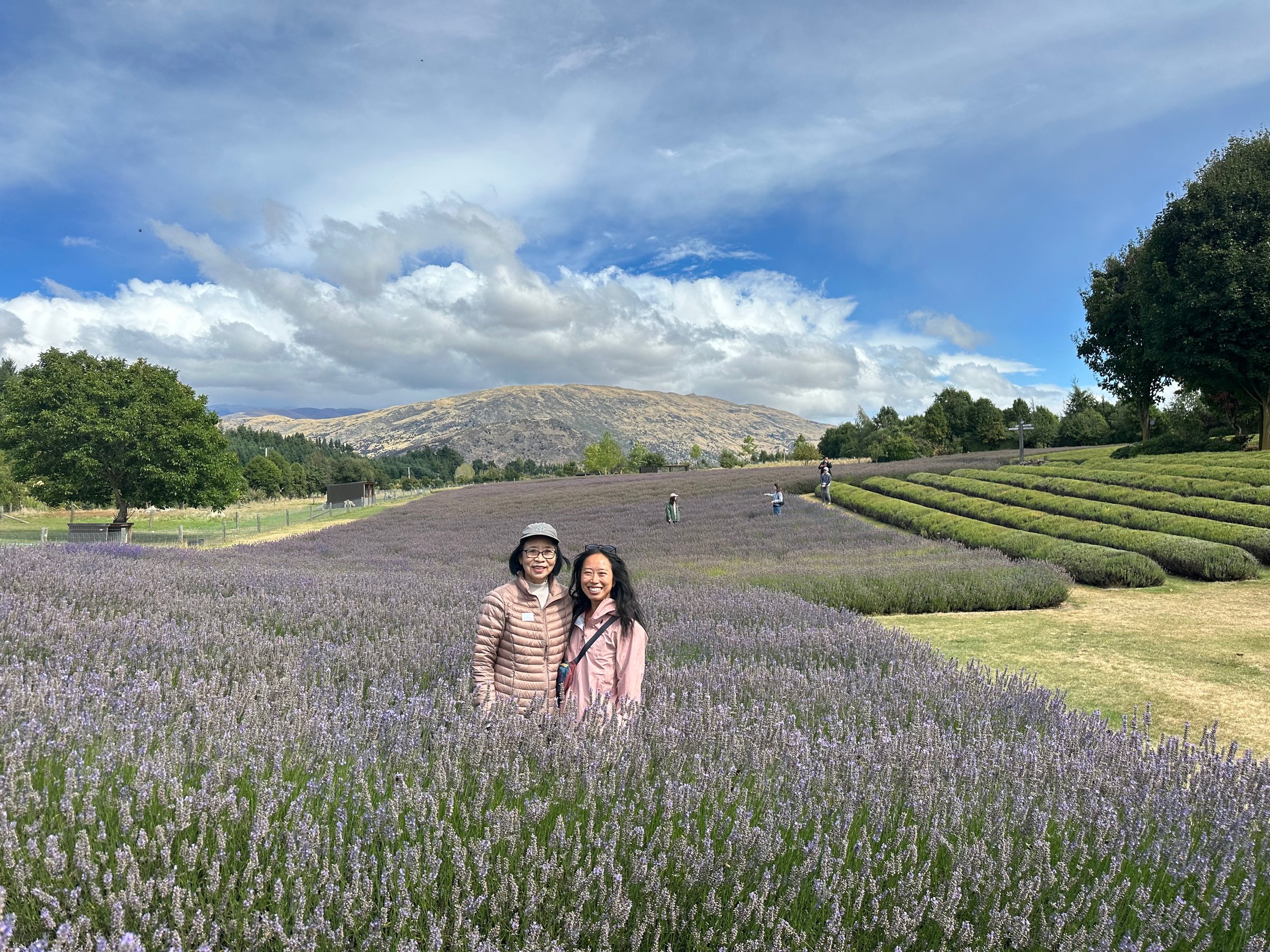 Postcards from Wanaka Lavender Farm