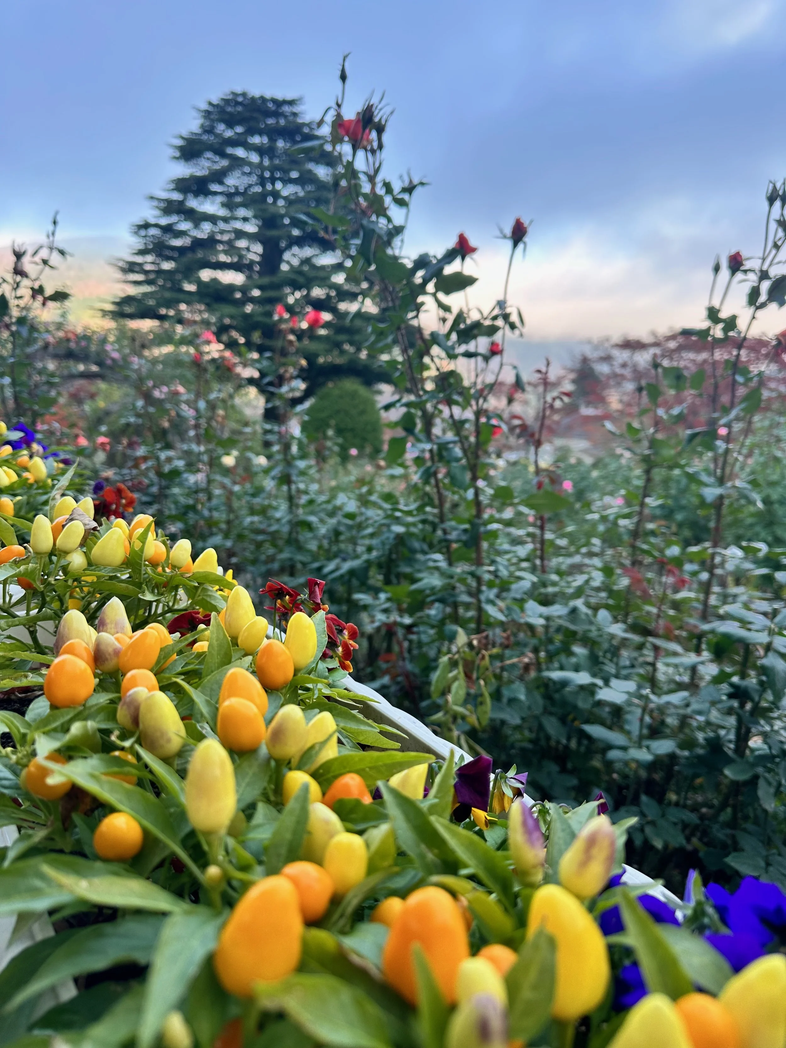 Hakone Park Japan2.jpeg