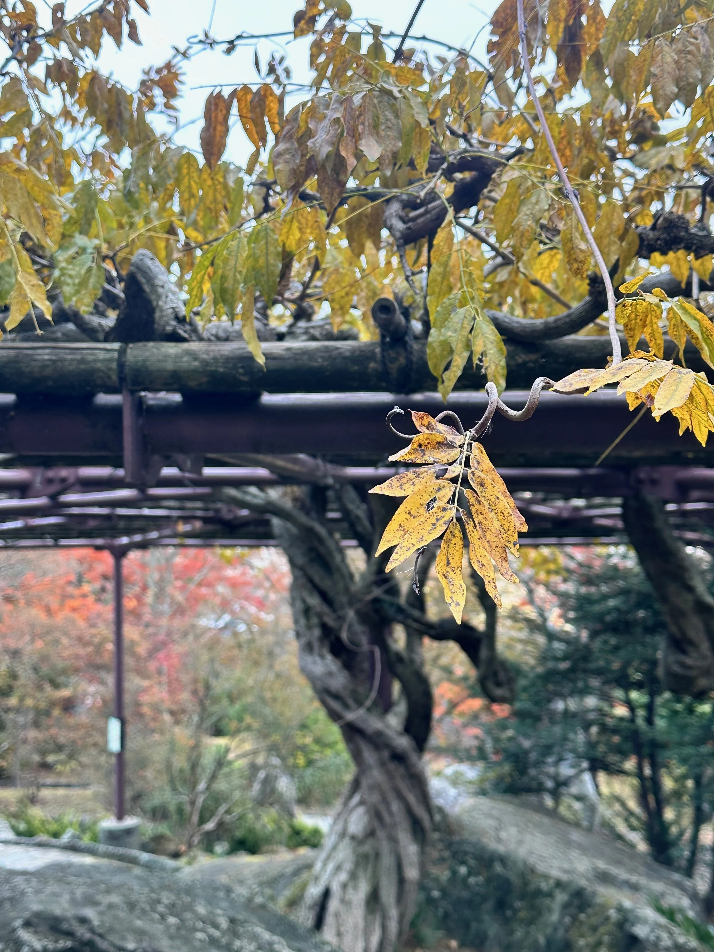 Hakone Park Japan4.jpeg