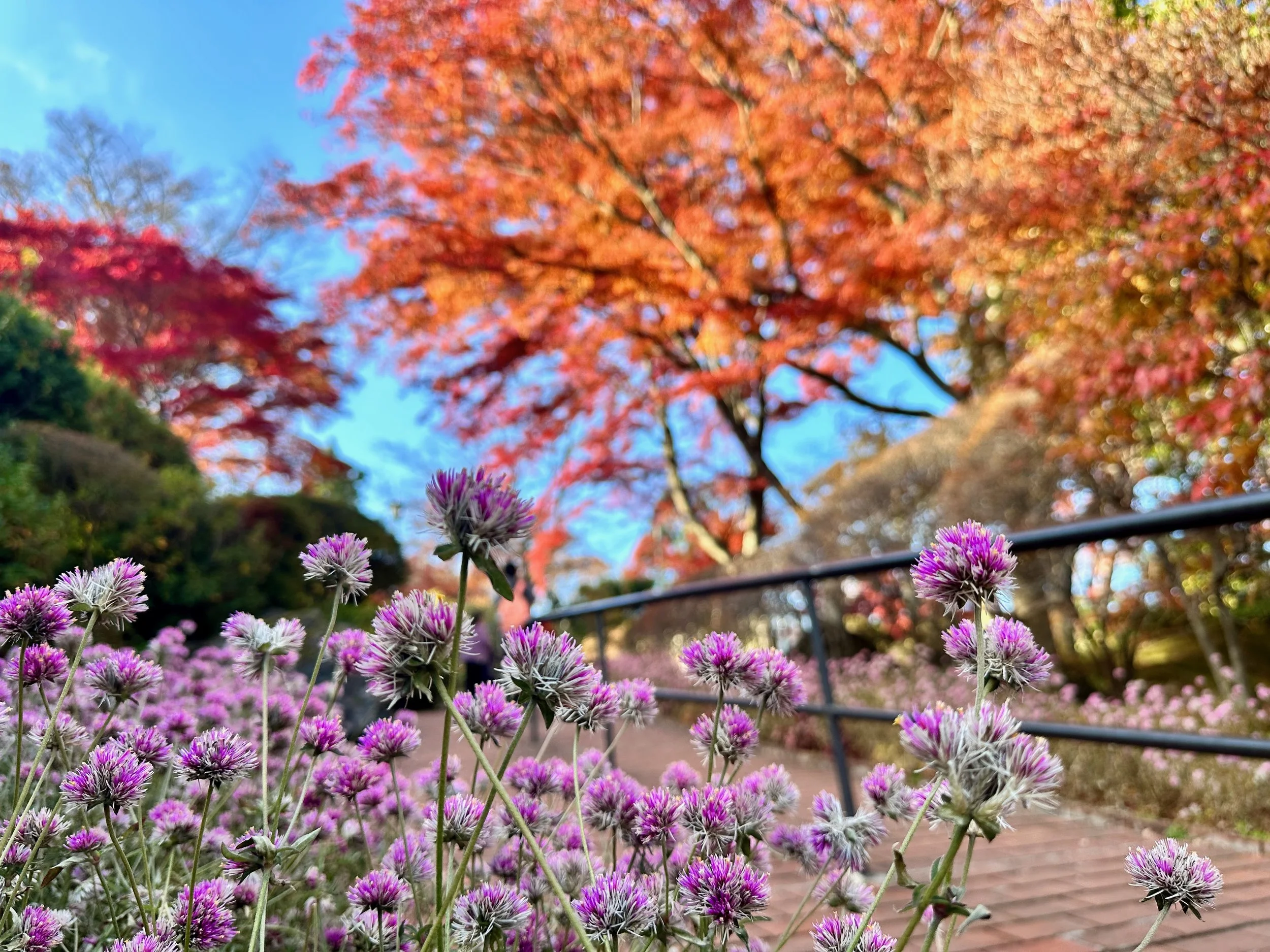 Hakone Park Japan6.jpeg