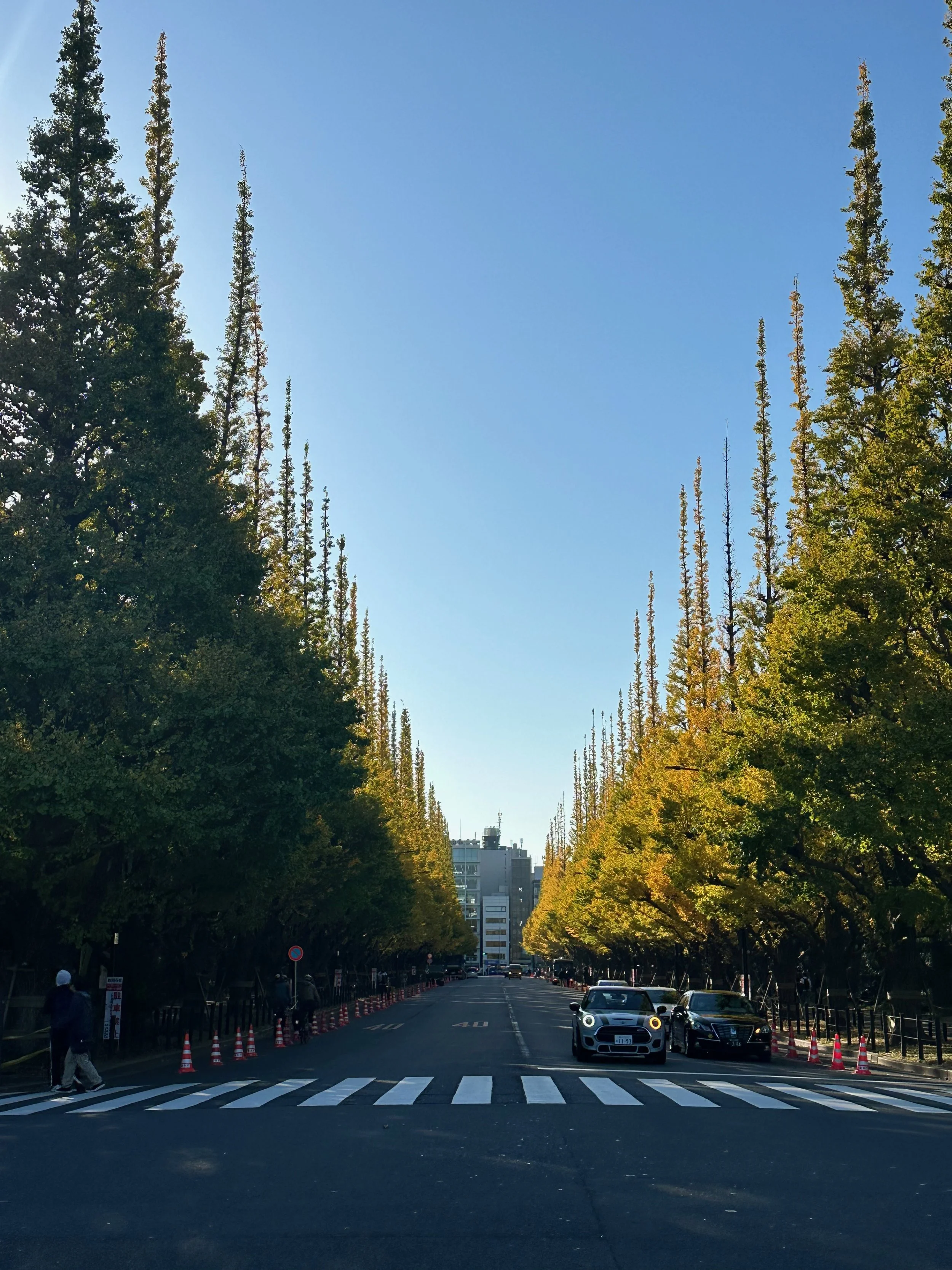 Japan autumn leaves foliage2.jpeg