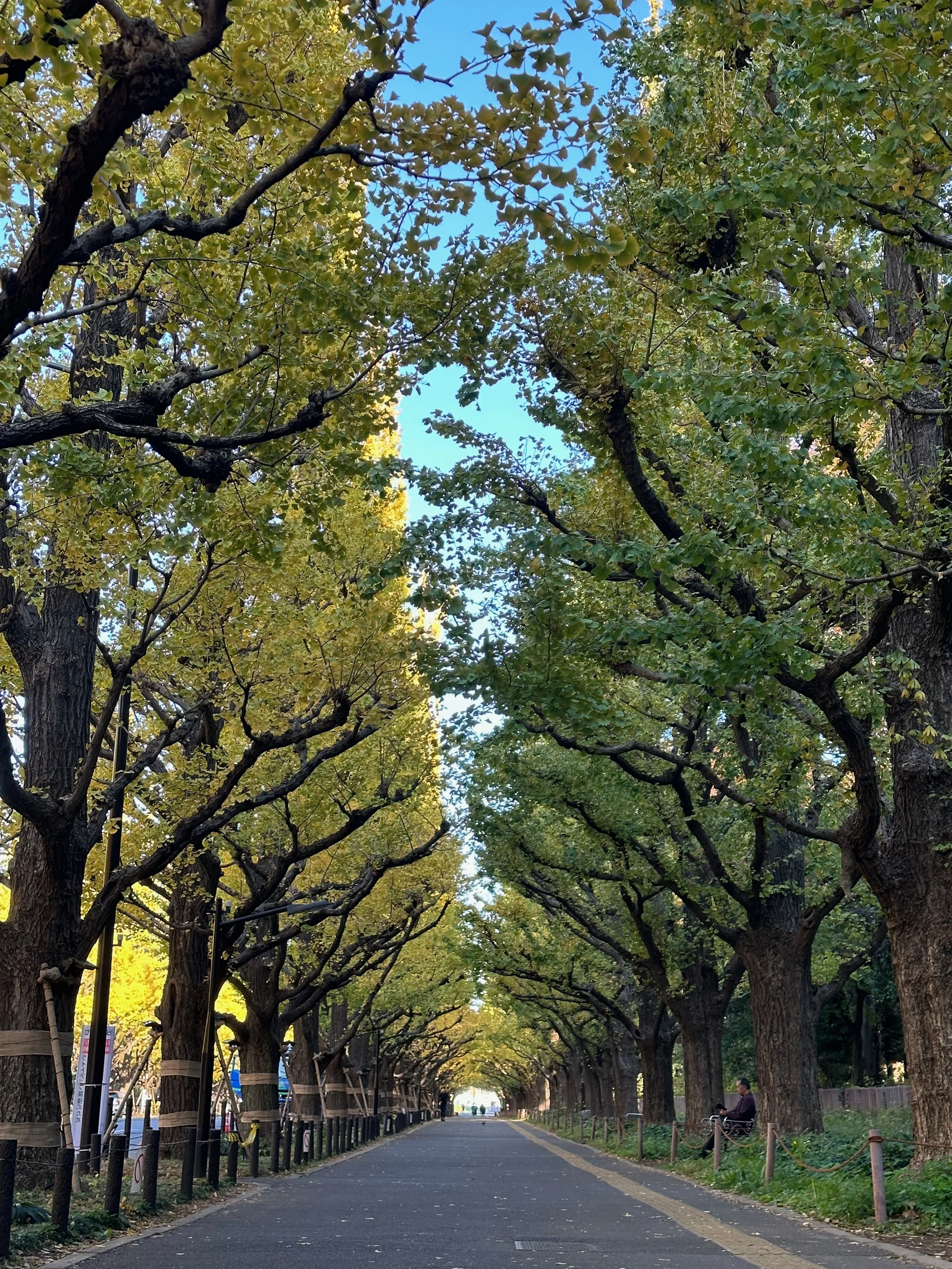 Japan autumn leaves foliage1.jpeg