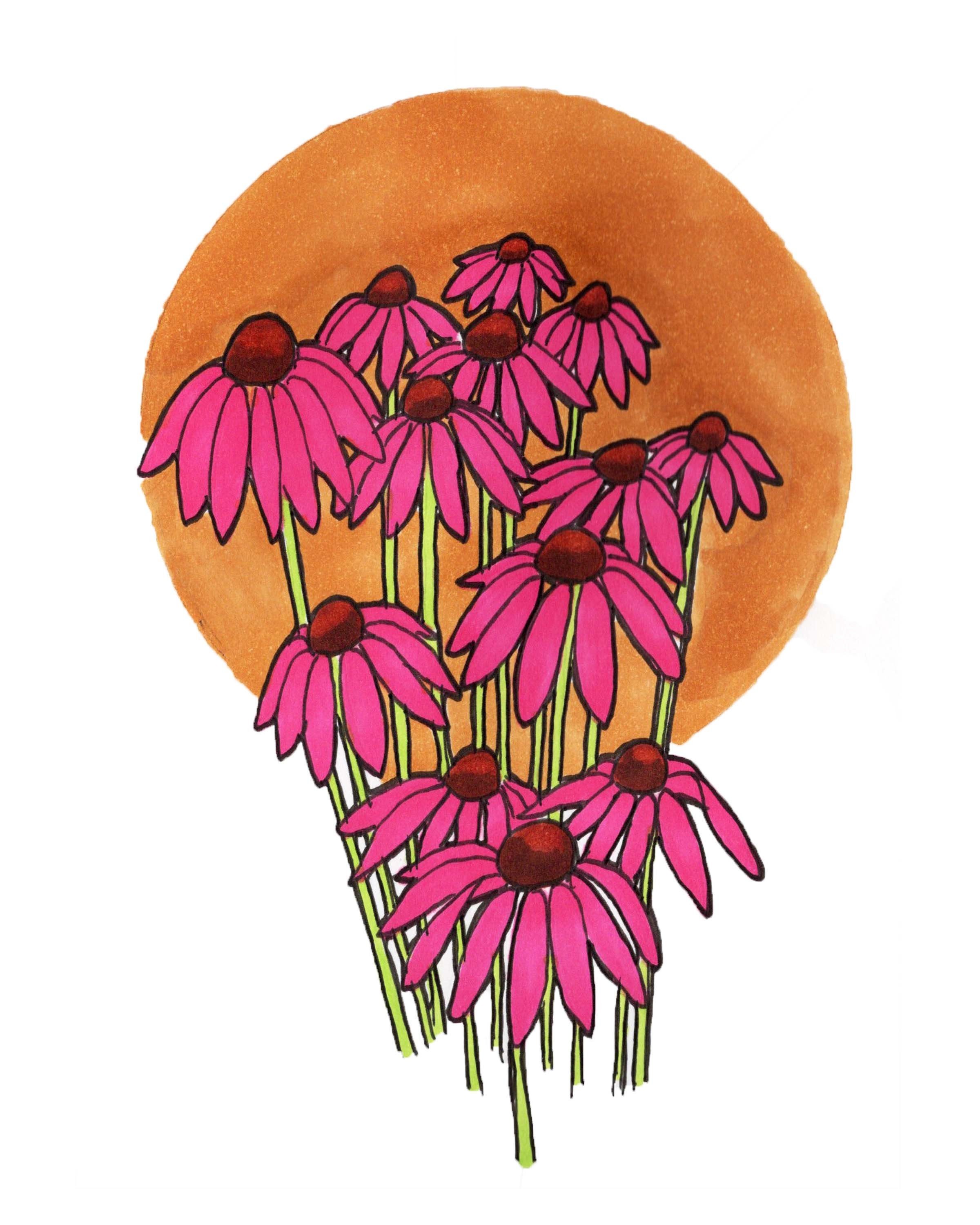 Coneflowers Print