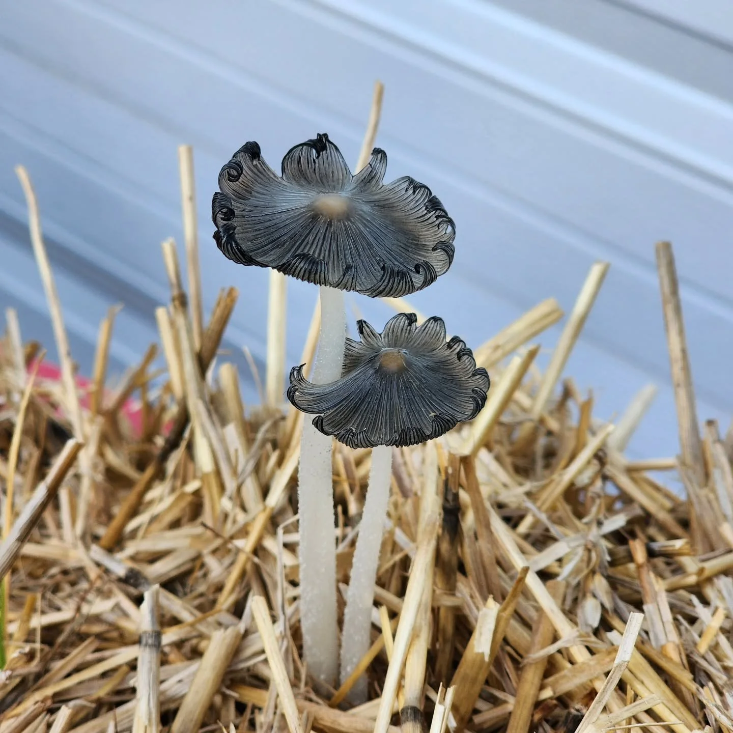 Mushies in hay ❤️❤️