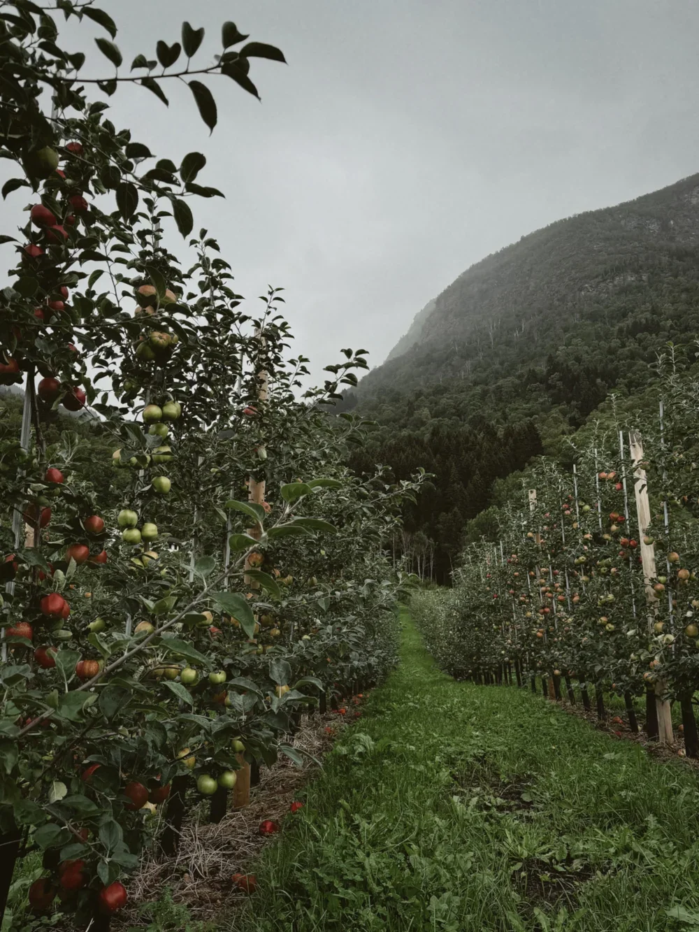 Ølmheim Siderhage 2.webp