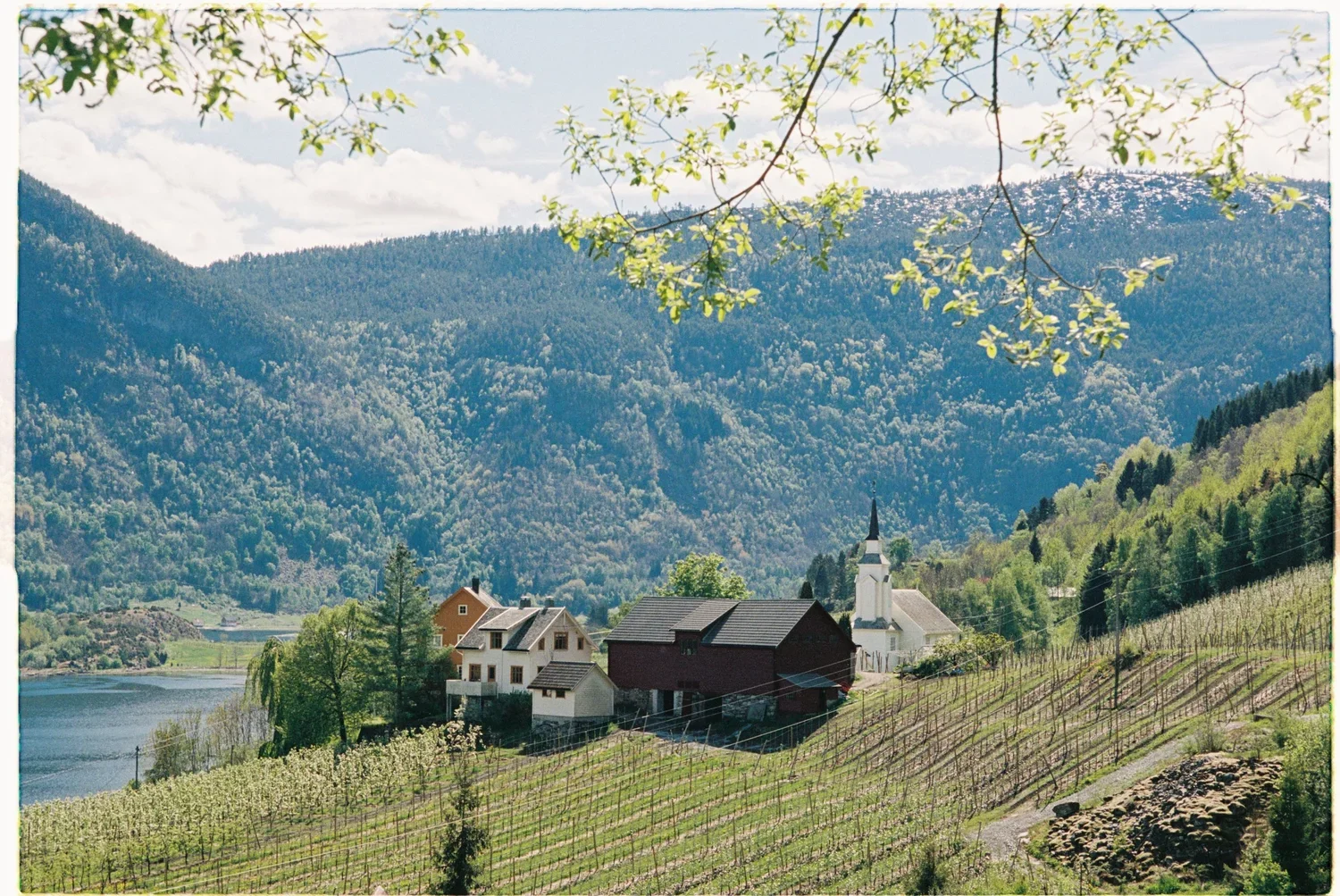 Ølmheim Siderhage.webp