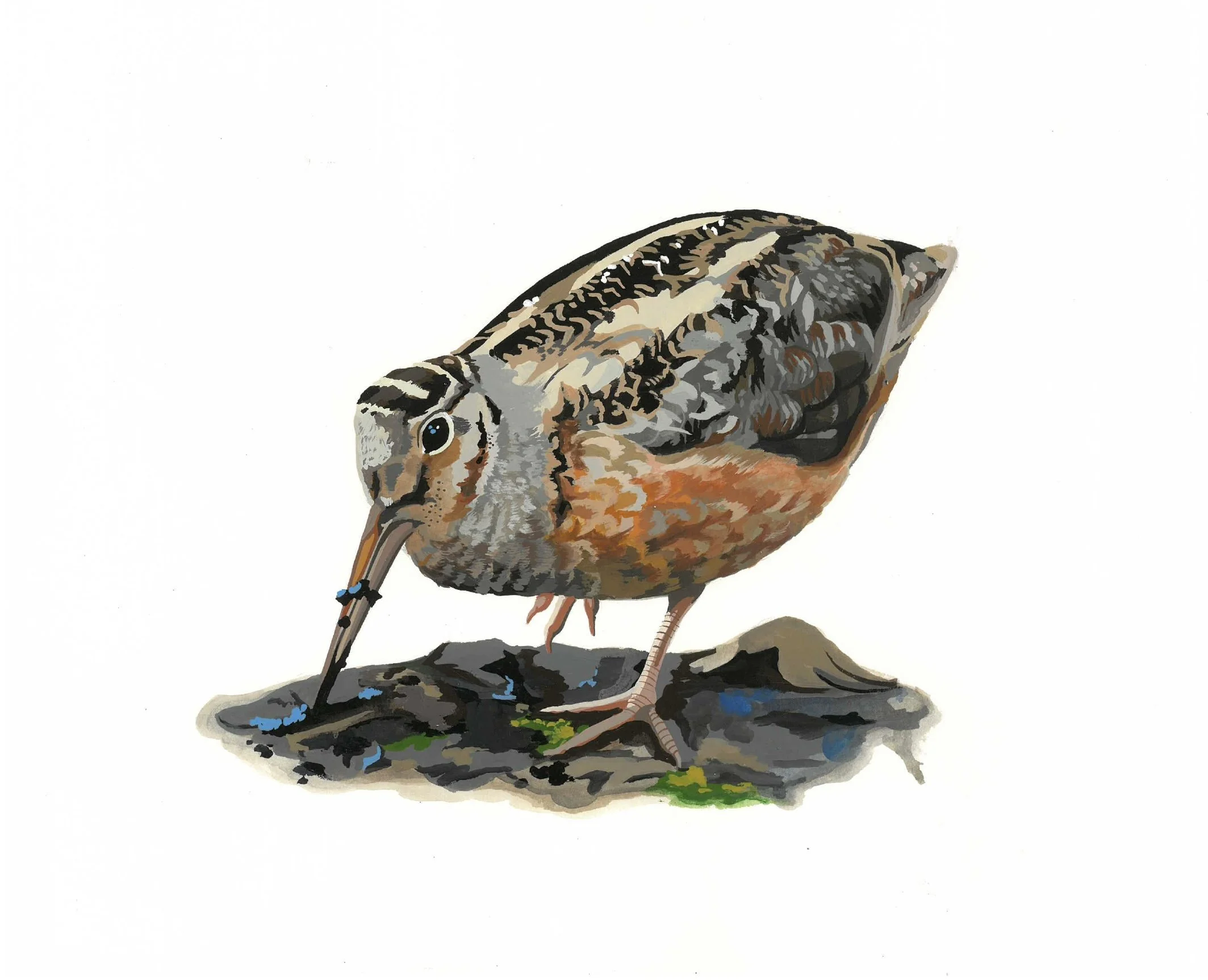Woodcock.jpg