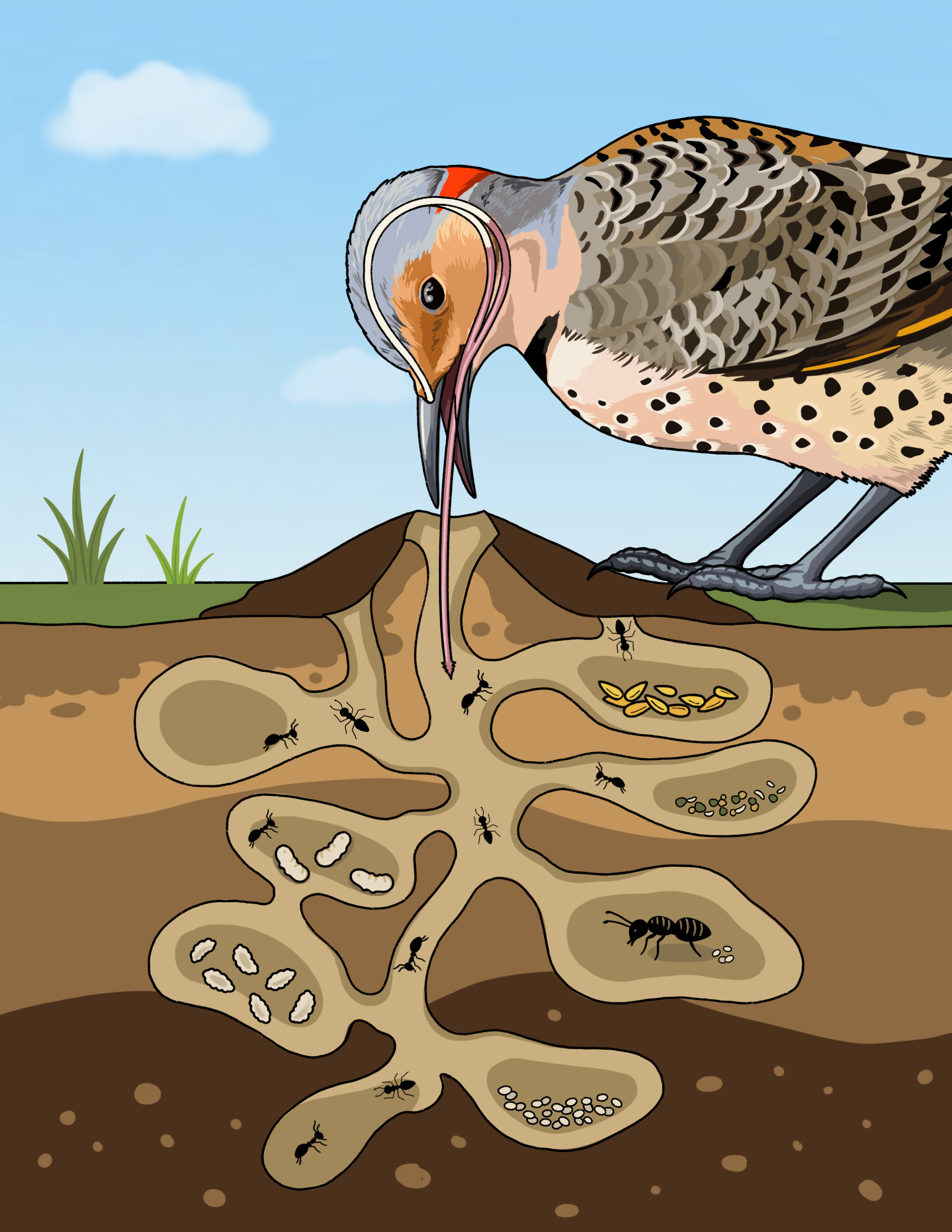 Flicker Diagram.PNG