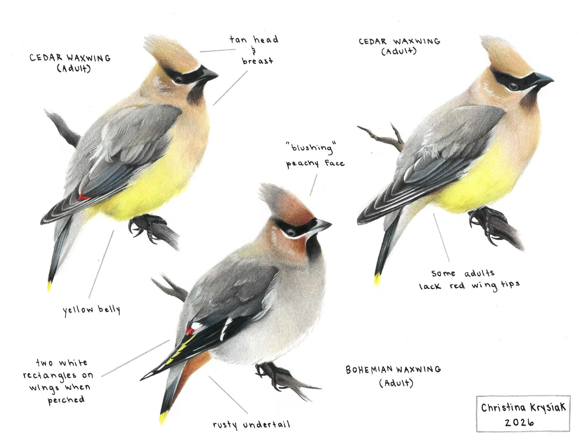 Waxwings.jpg