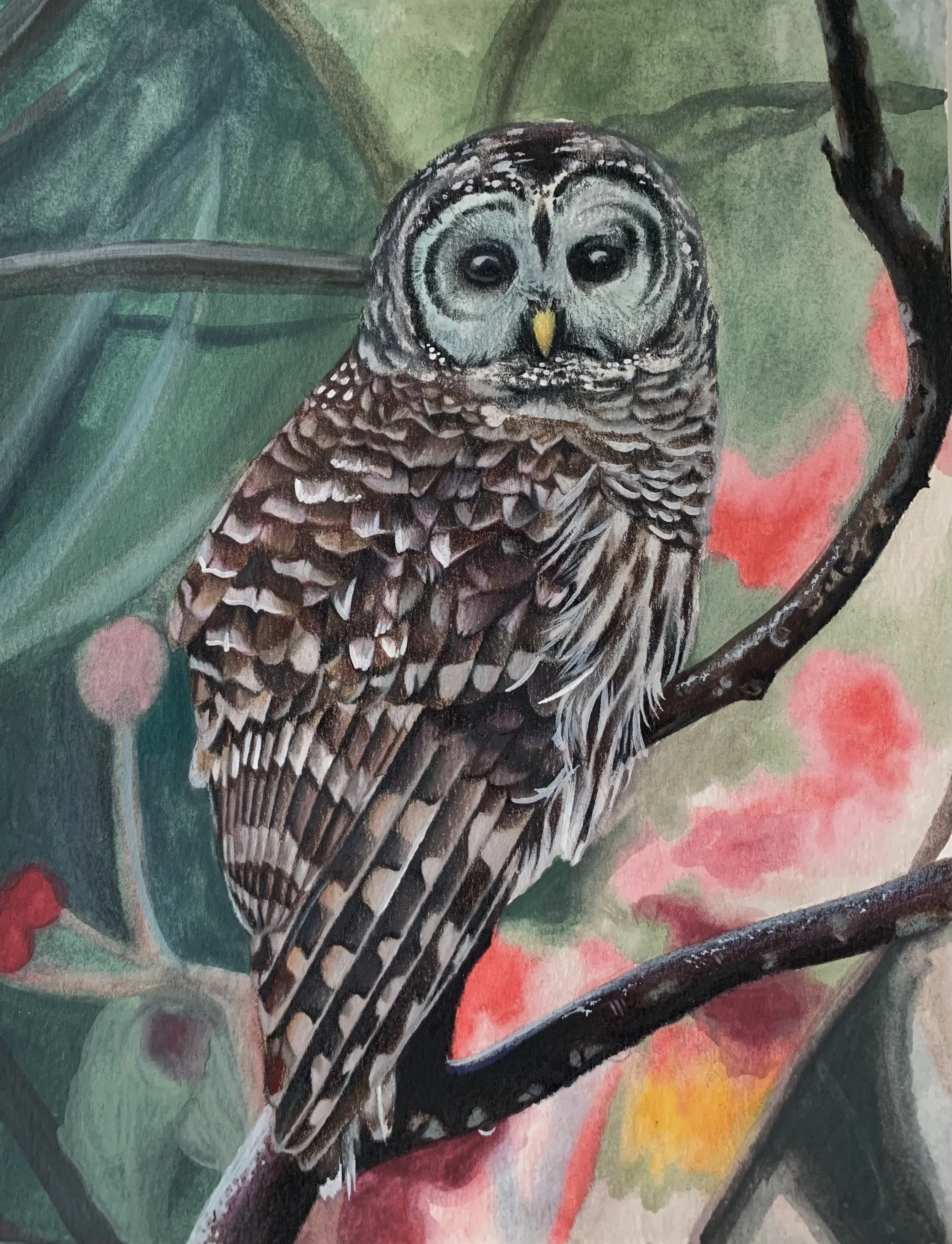 Barred Owl 2.jpeg