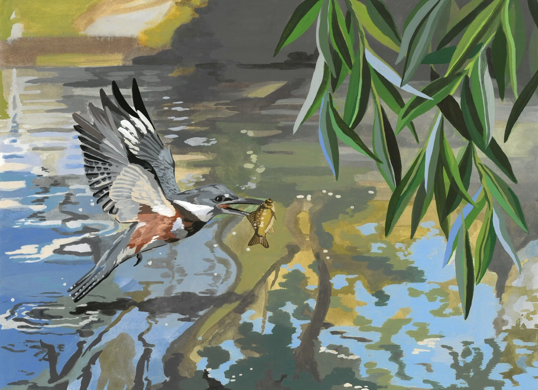 Belted Kingfisher.jpg