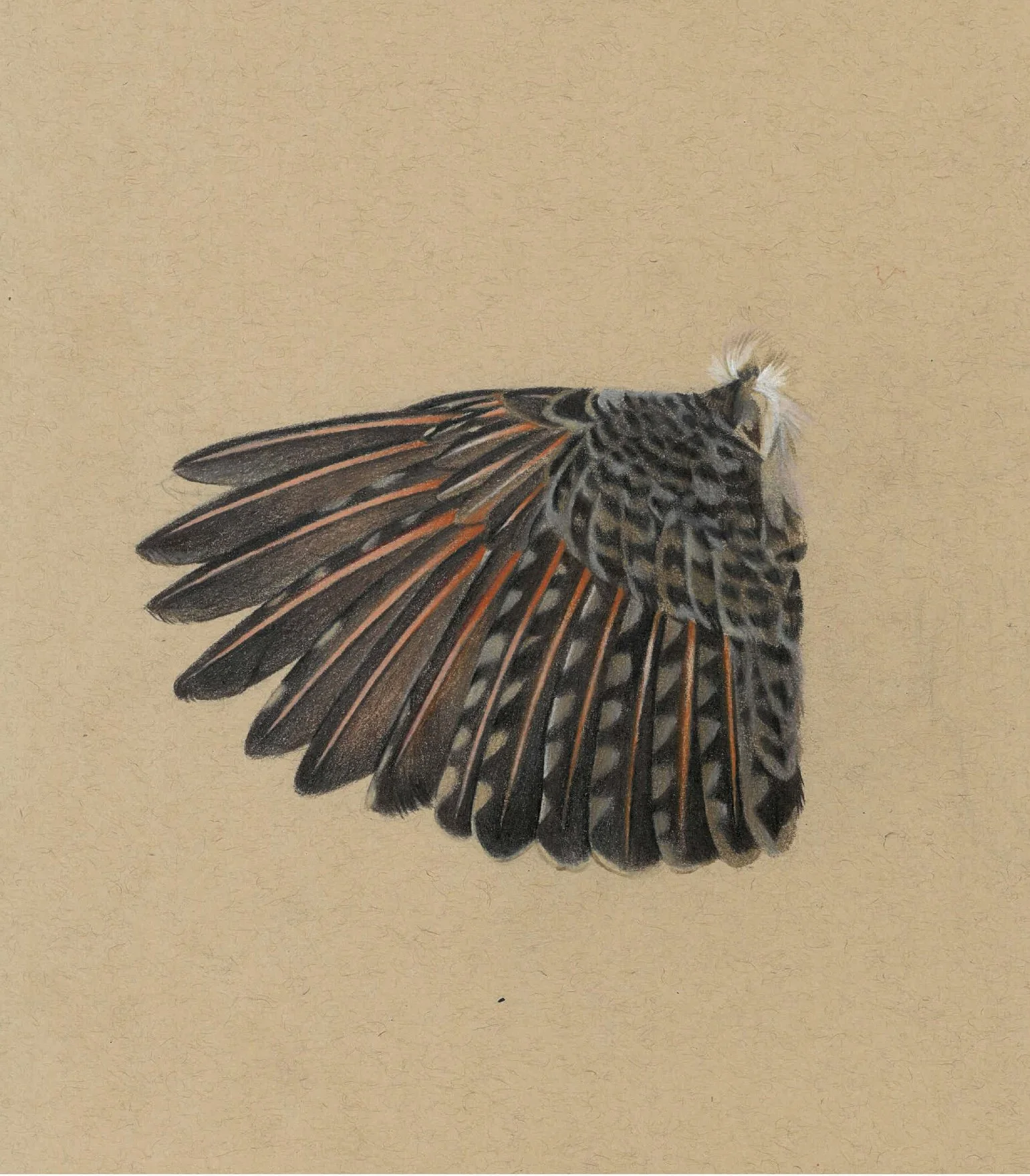 Flicker Wing.jpg