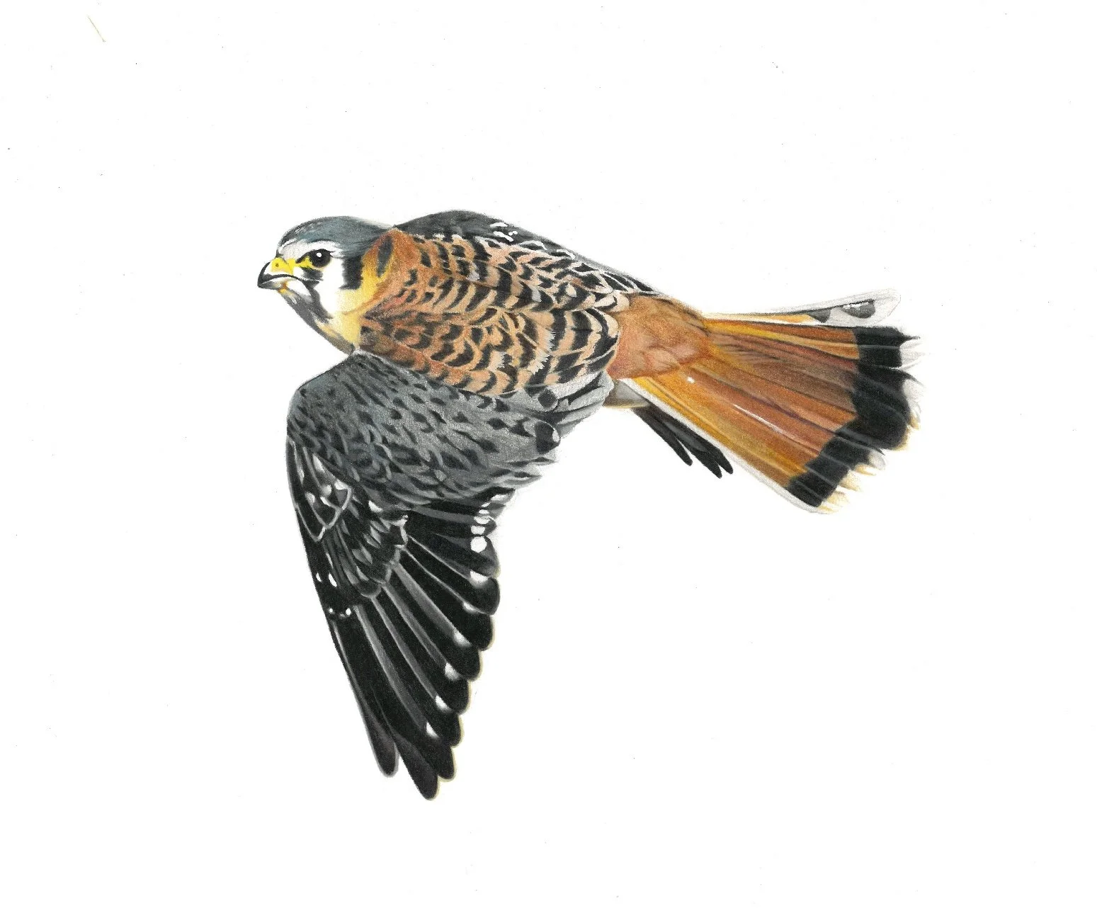 Kestrel.jpg
