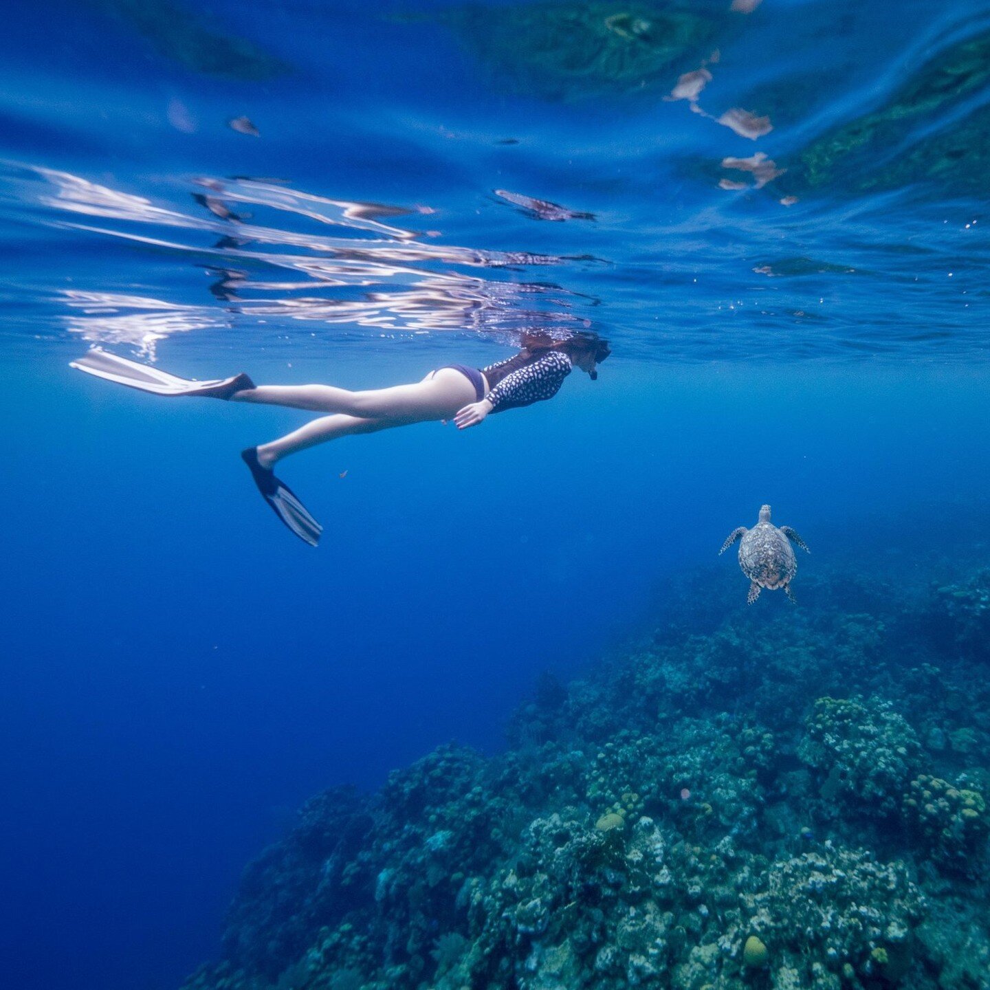 The weekend is here time to swim with the turtles! 🐢

📷 Picture by @rajmahaladventures

To start your Roatan adventure book through WhatsApp at 504-9554-2735 📲

#roatan #stevenhamiltontours #adventure #beachlife #vacation #airporttransportation #i