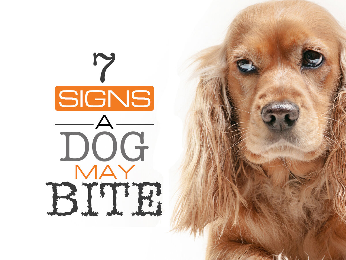 7 signs a dog may bite x3.jpg