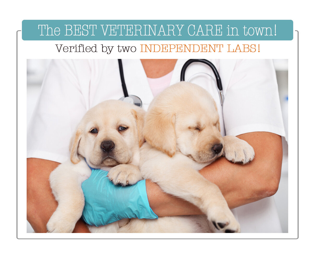 Best Veterinary Care-VQ421.jpg
