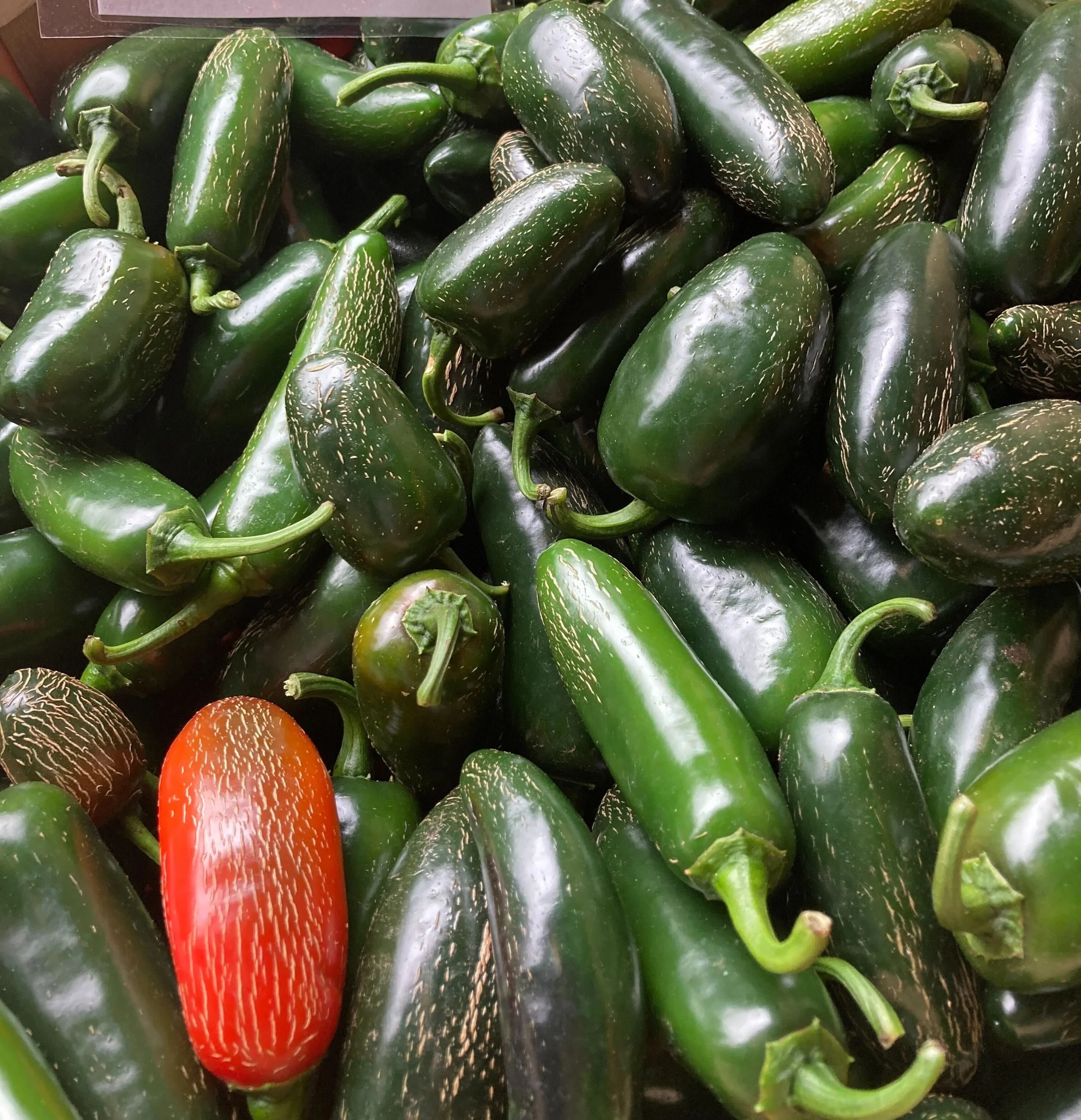 cropped jalapenos.jpg