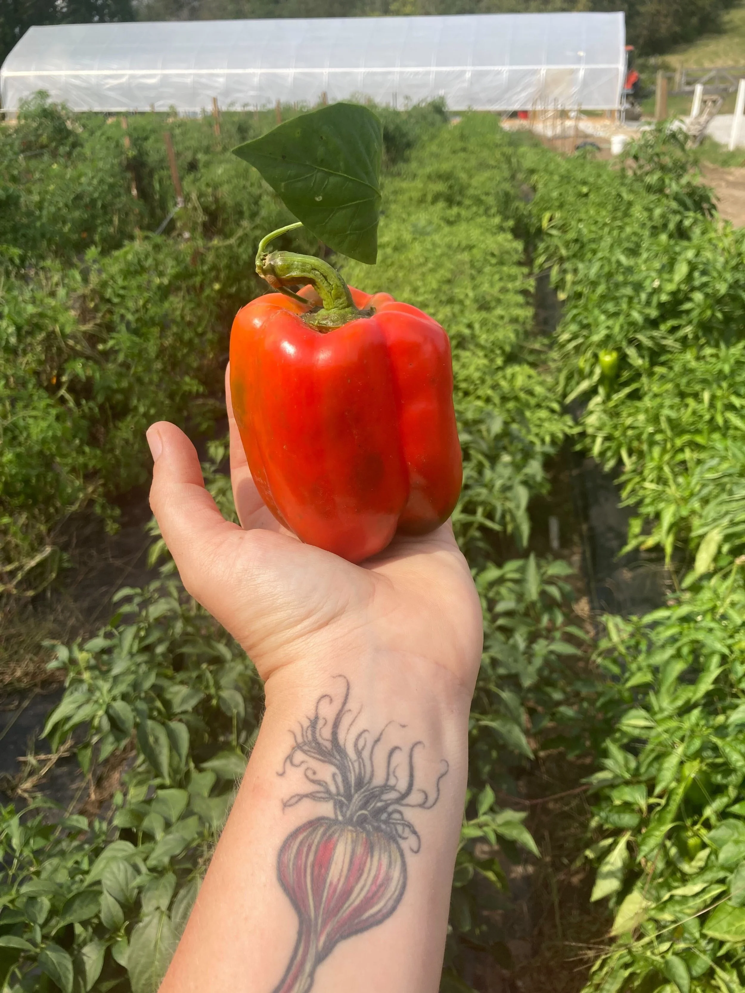 Pepper!.jpg