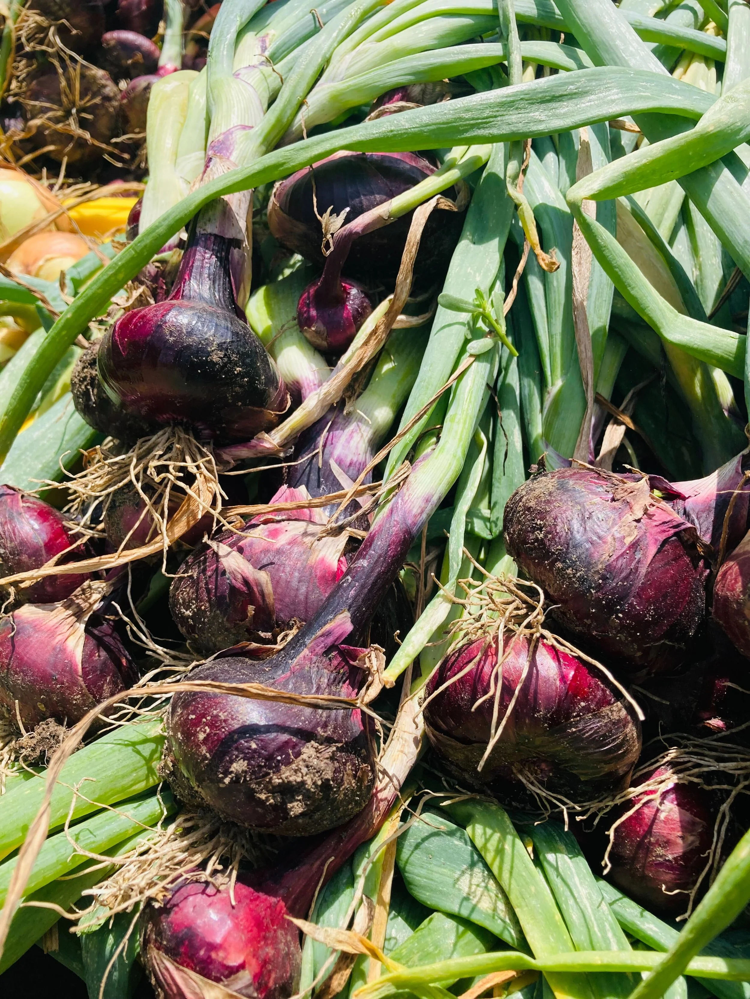 red onions.jpg