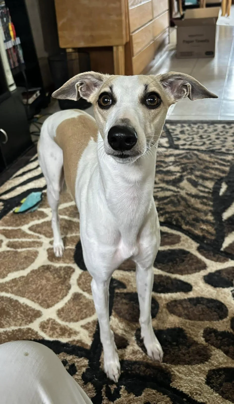 white and tan sighthound dog standing with ears up