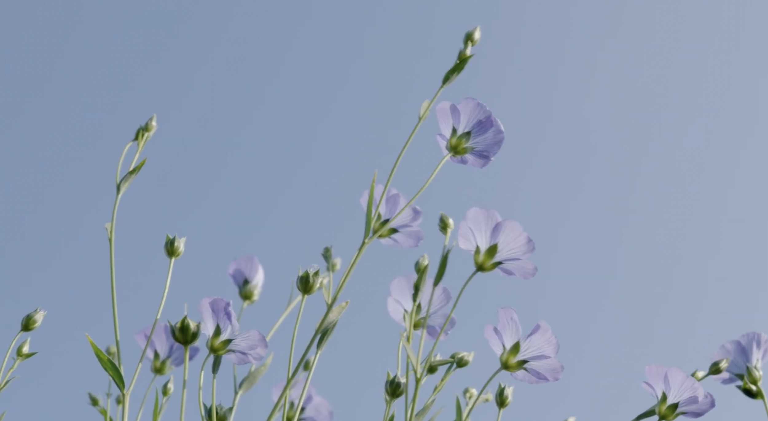 From field to fibre: the first edition of Linen Stewards