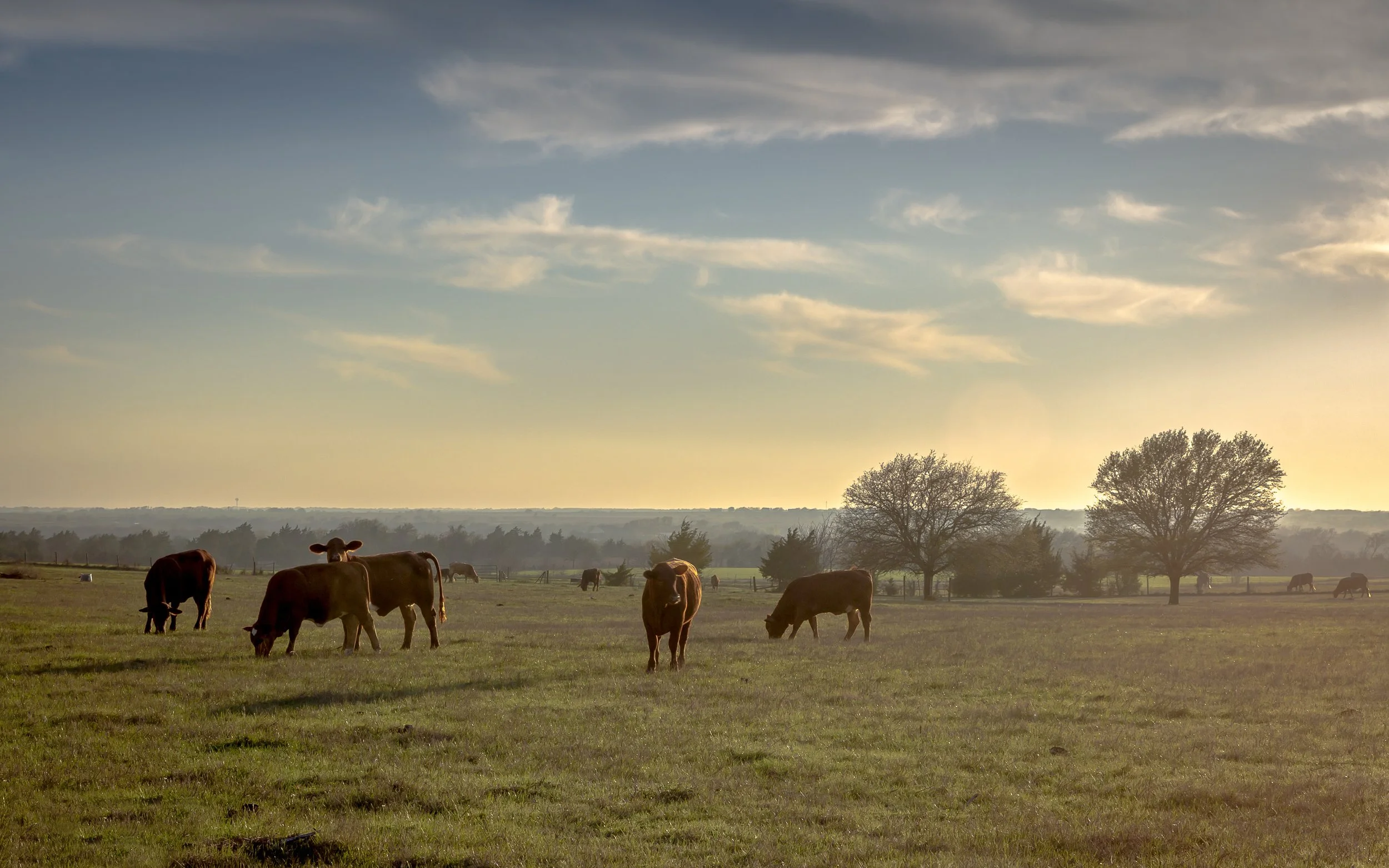Cattle looking up copy 2.jpg