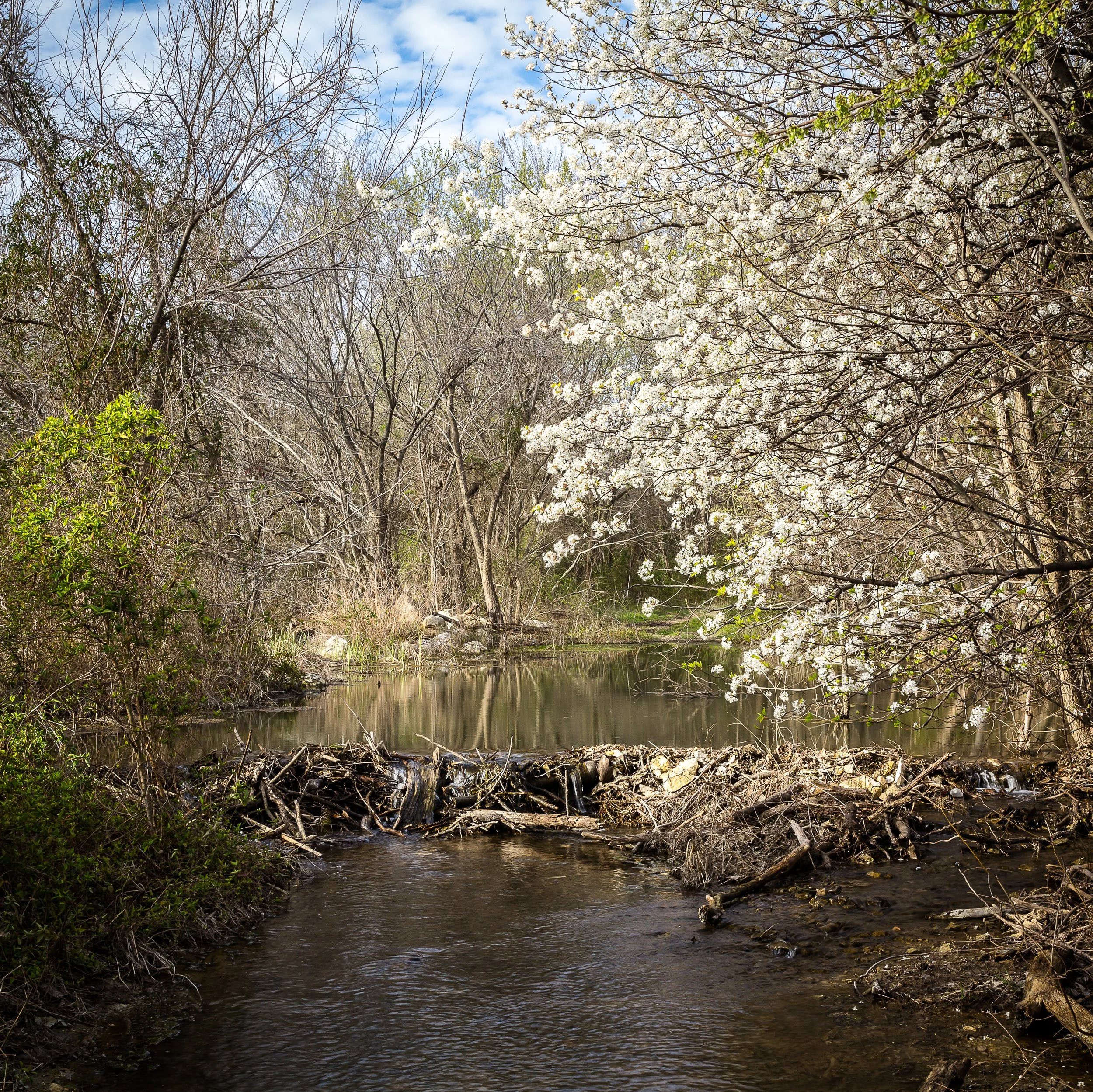 Hawking Spring Park copy.jpg