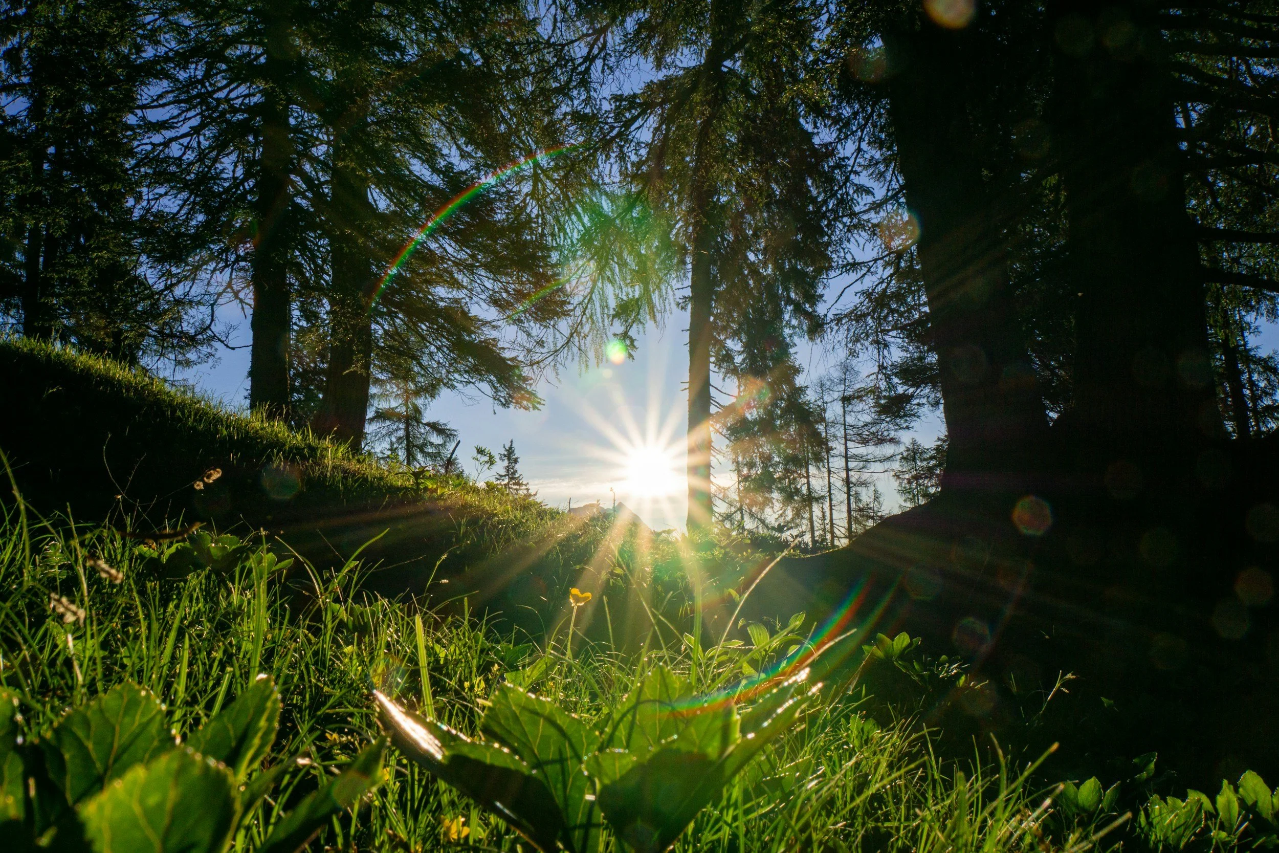 How Morning Sunlight Transforms Your Health