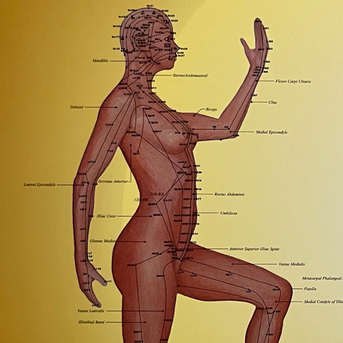 Washington Acupuncture & Traditional Chinese Herbal Medicine