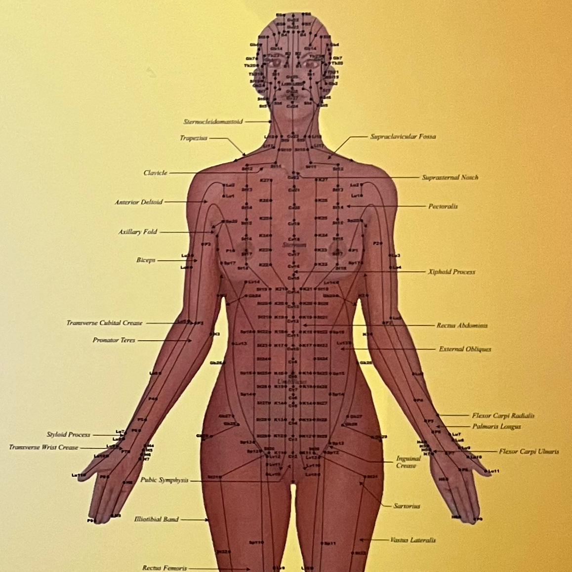 Washington Acupuncture & Traditional Chinese Herbal Medicine