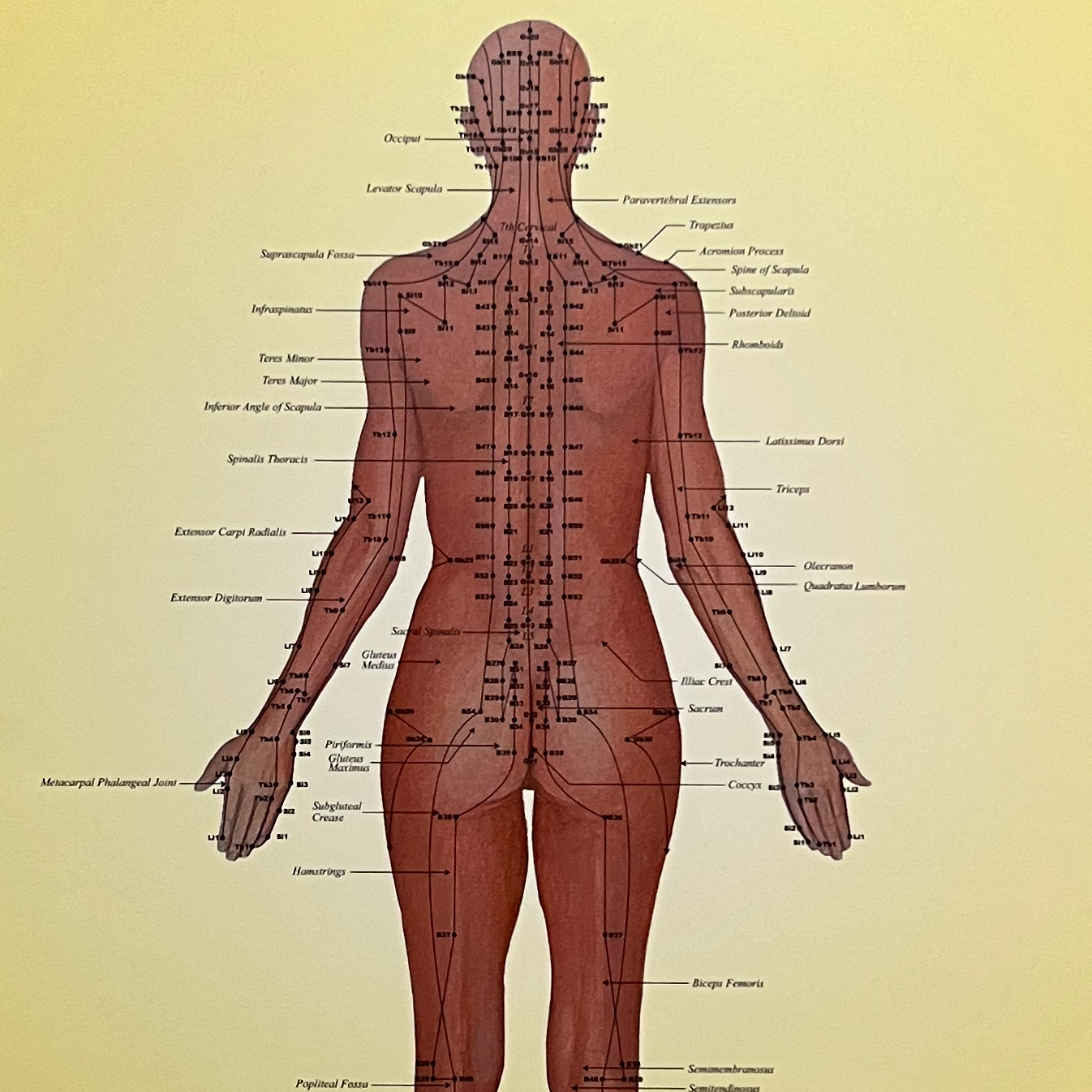 Washington Acupuncture & Traditional Chinese Herbal Medicine