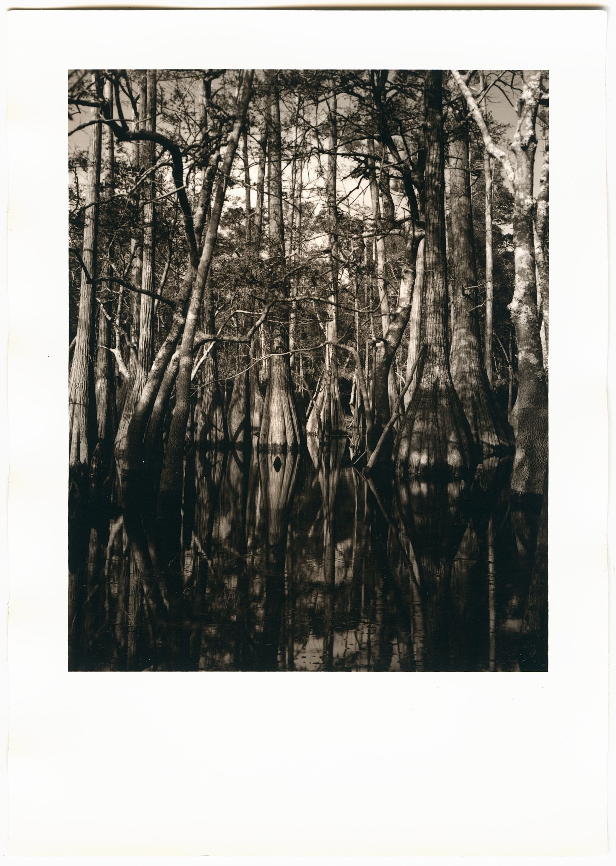 cypressgroveprint.jpg