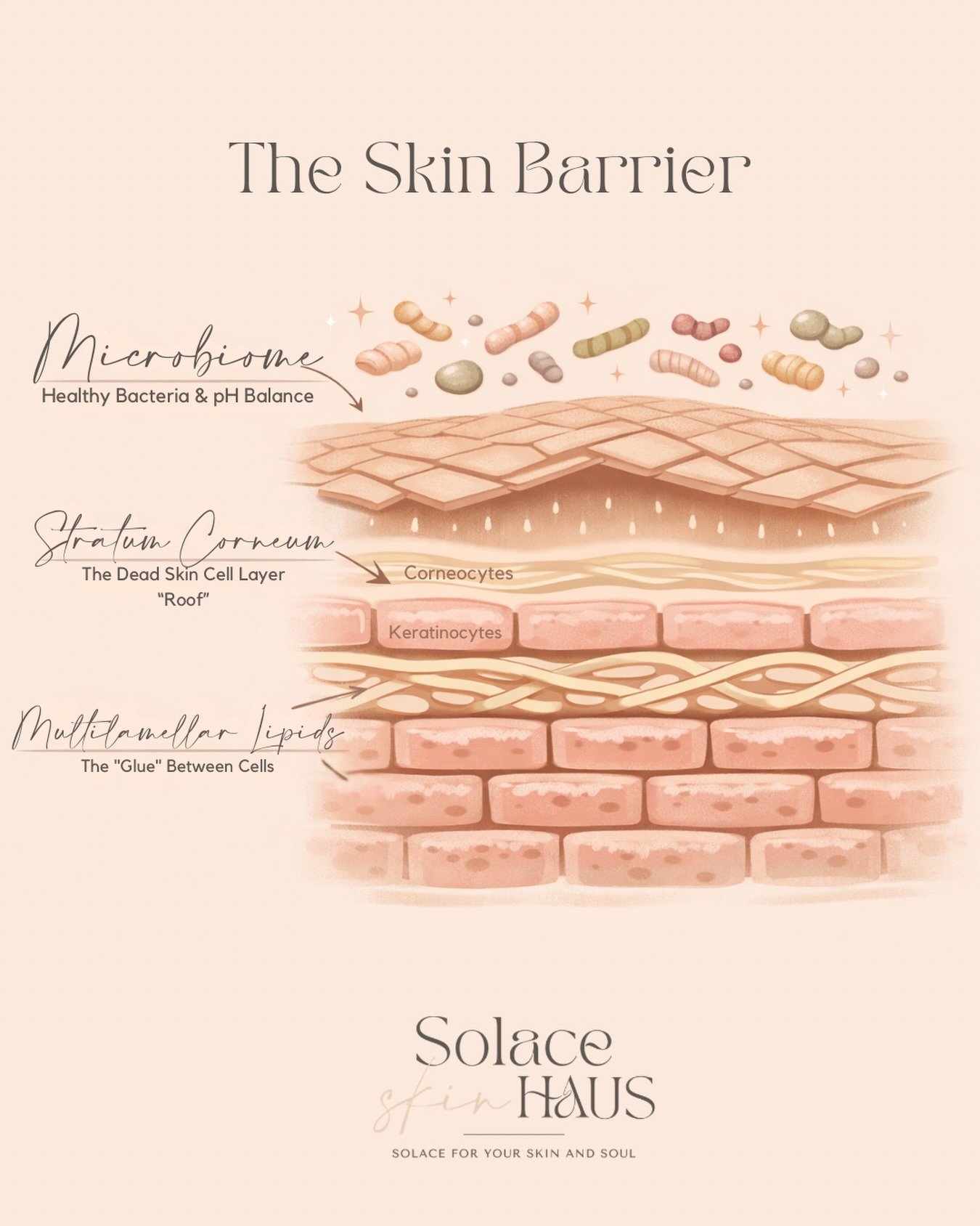 What if your skin barrier is a team? 

It&rsquo;s not just a shield. It&rsquo;s a living, breathing system; your microbiome, stratum corneum, and multilamellar lipids all working together for calm, resilient skin. 

When these three are in sync, your