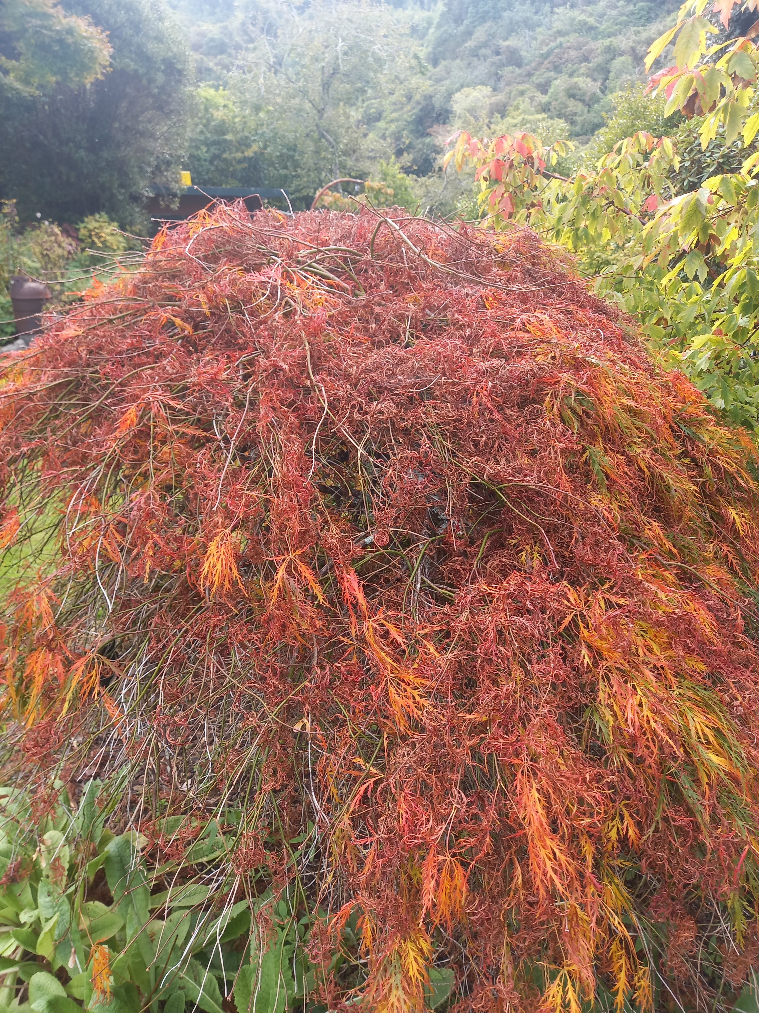 Osakazuki maple - I watched this change every day, it was amazing