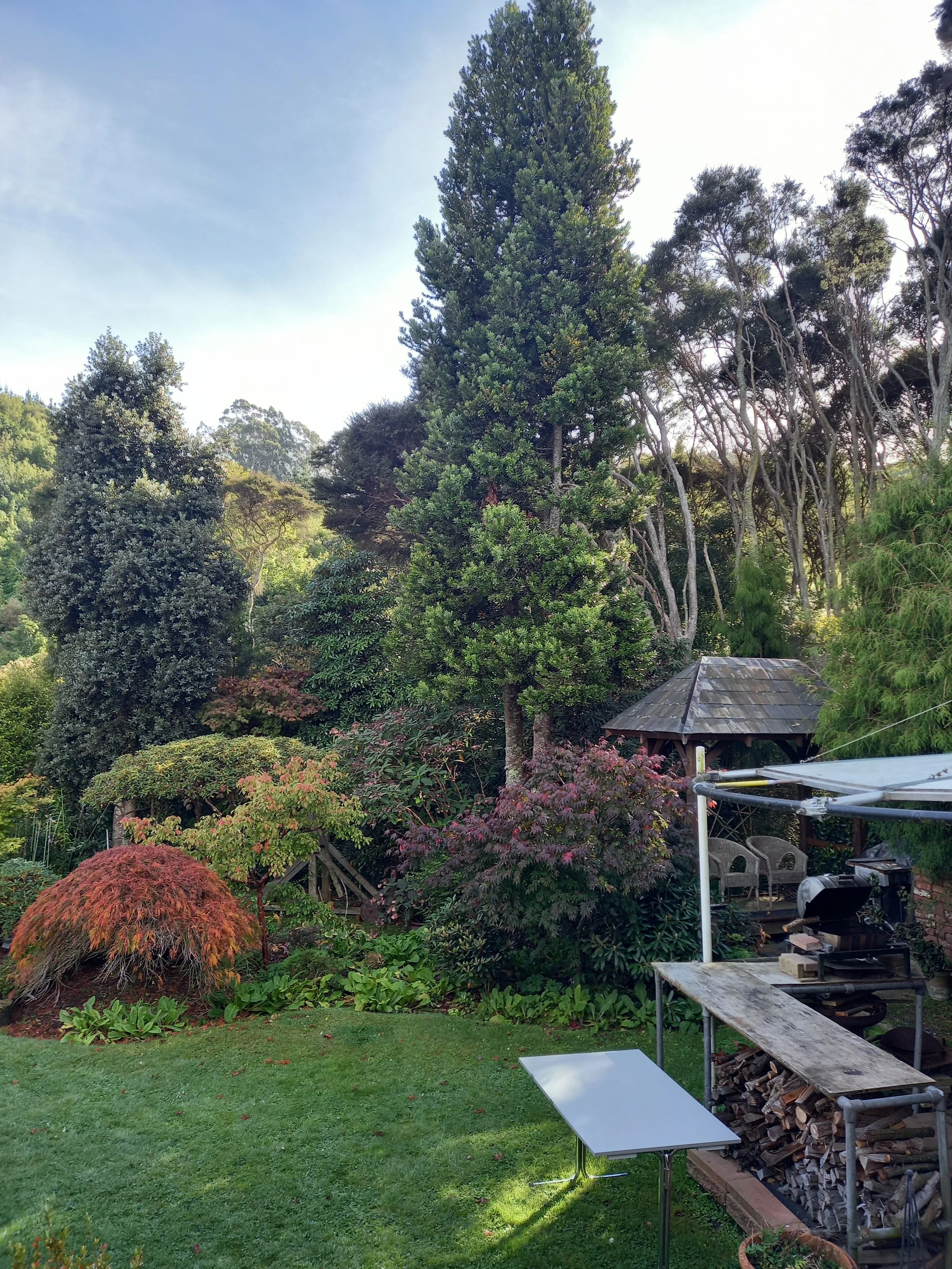 early autumn backyard