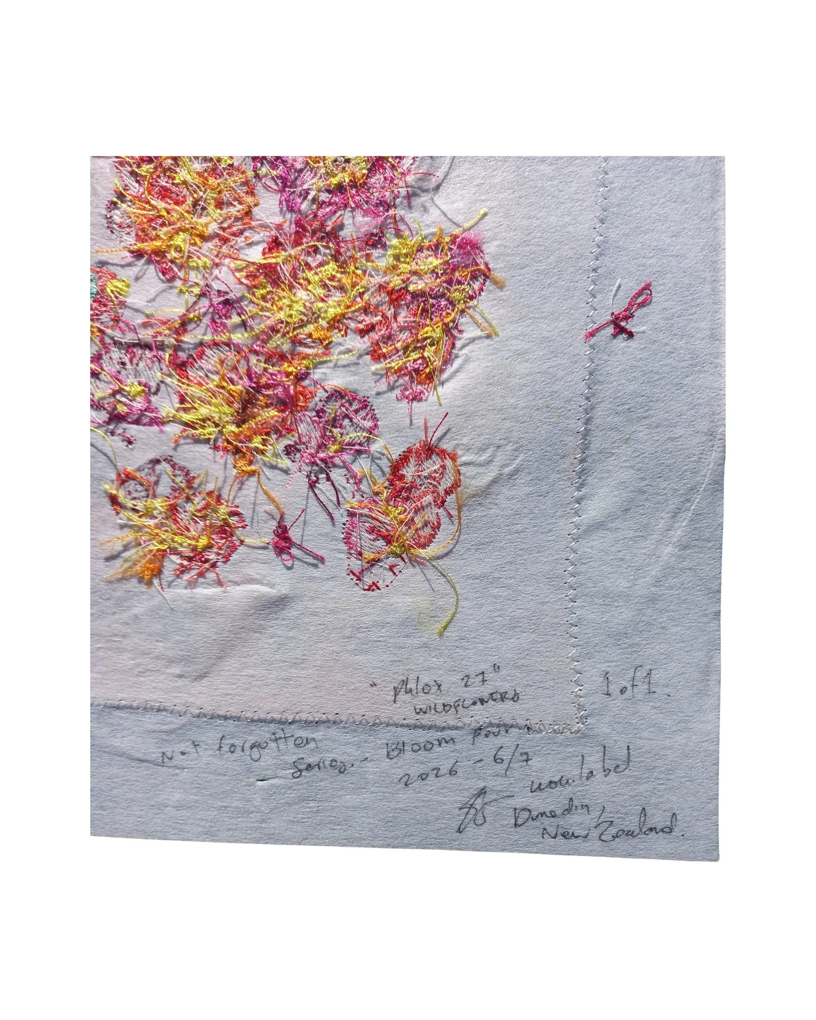 phlox 27 signed.jpg