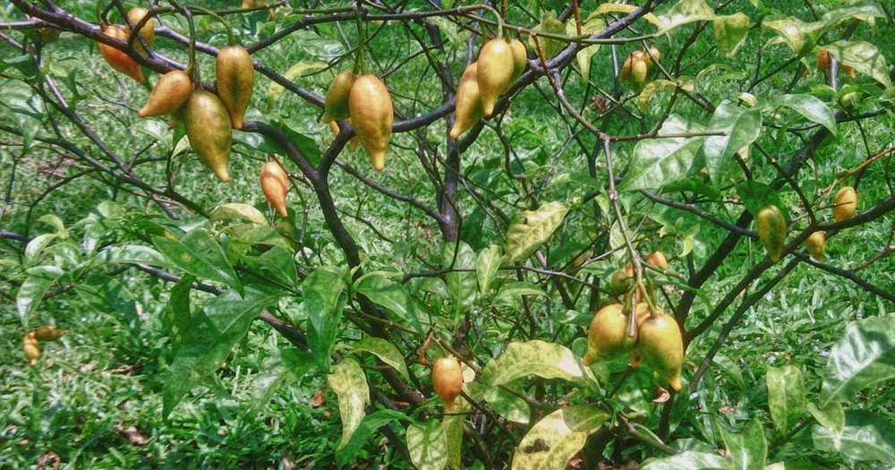What Is Ibogaine The Etheridge Foundation What is ibogaine the etheridge foundation