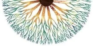 Reflections from the World Ayahuasca Forum