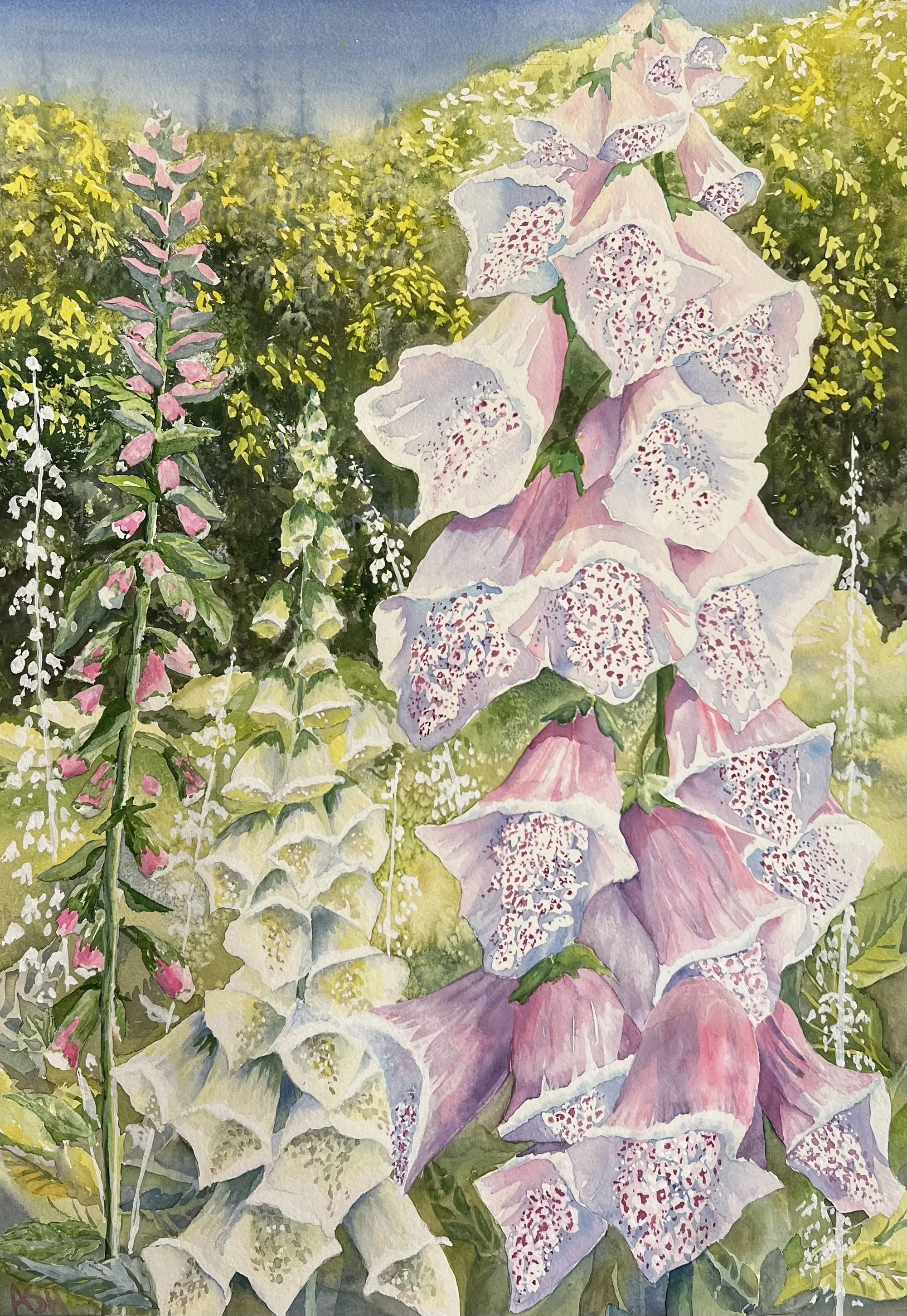 Foxgloves 2026
Watercolor on 300 lb Arches
24" by 32" with 2 inch white border
$600 for original
$200 Giclee print
