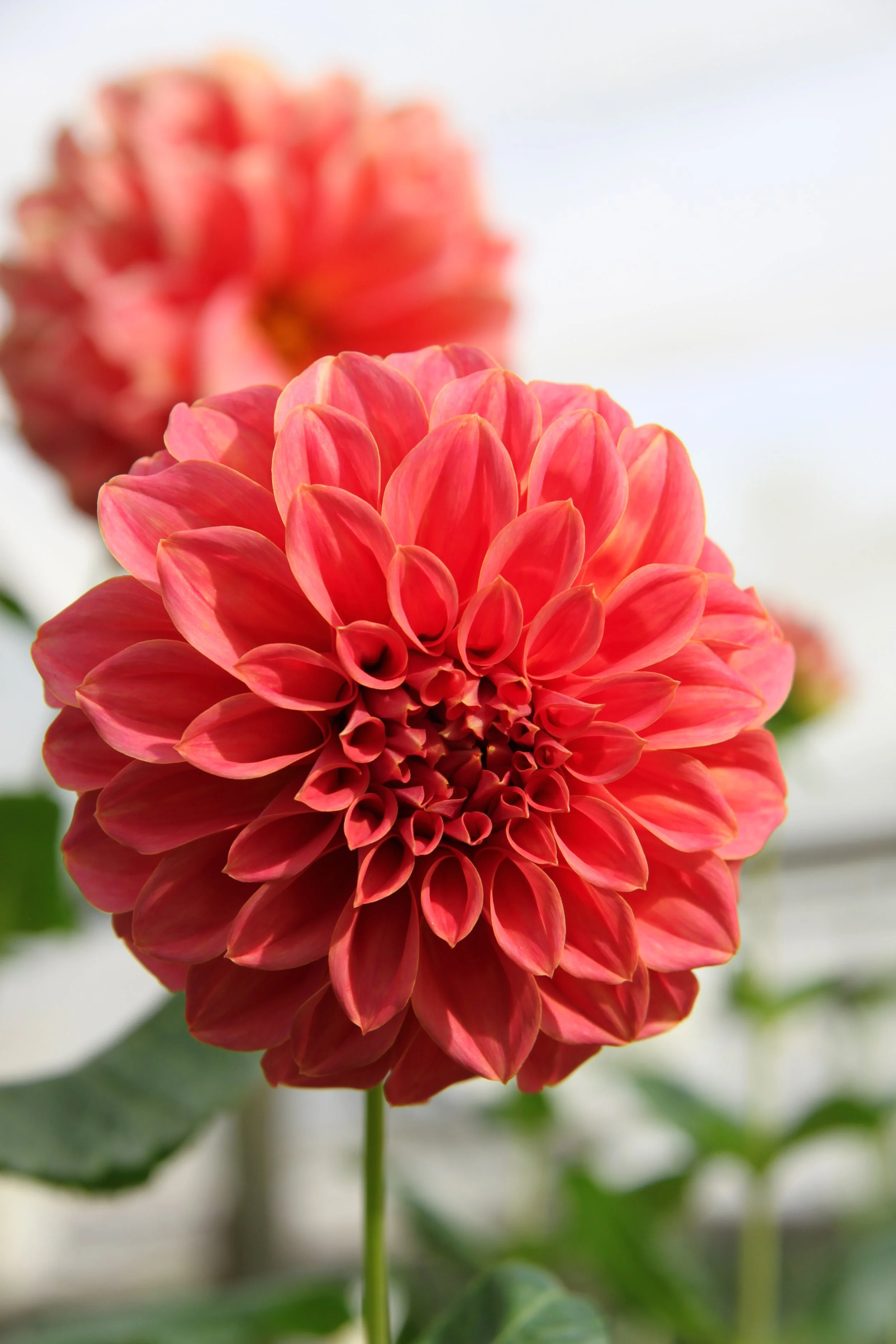 Sylvia Craig Hunter Dahlia — bruce sells dahlias