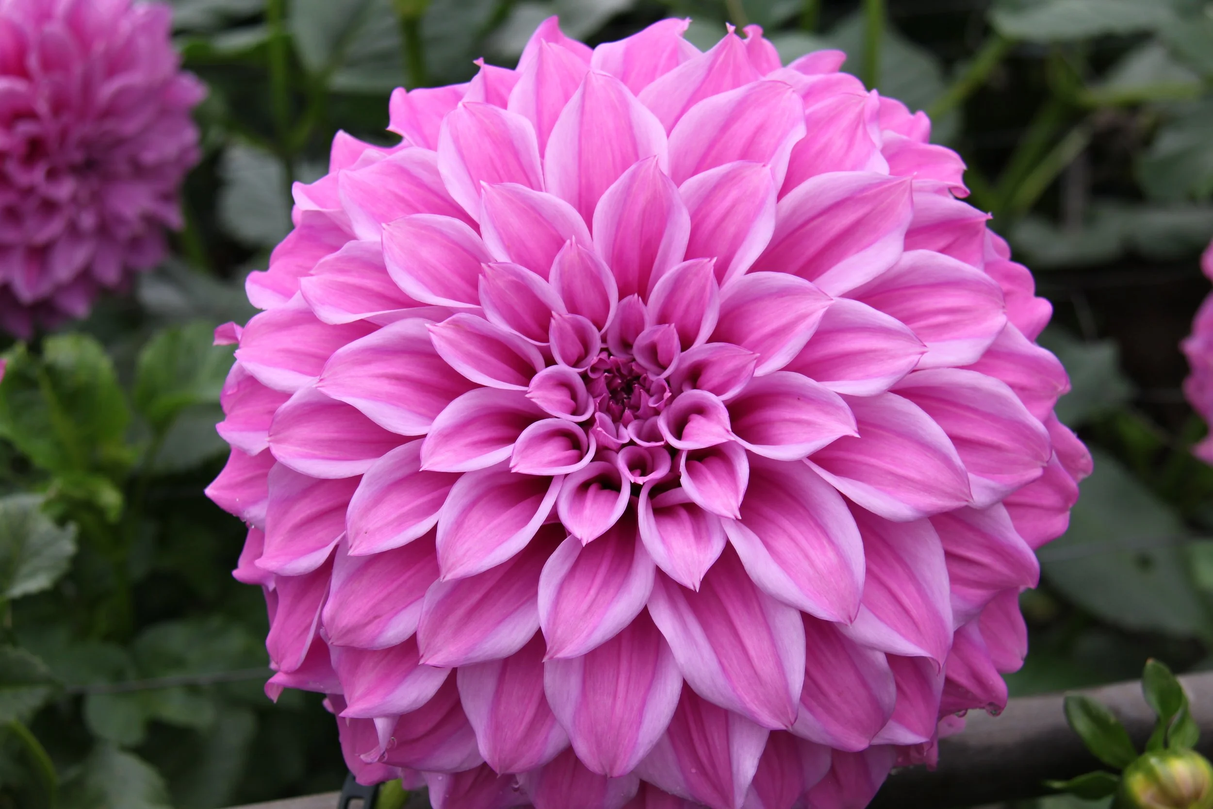 Sylvia Craig Hunter Dahlia — bruce sells dahlias