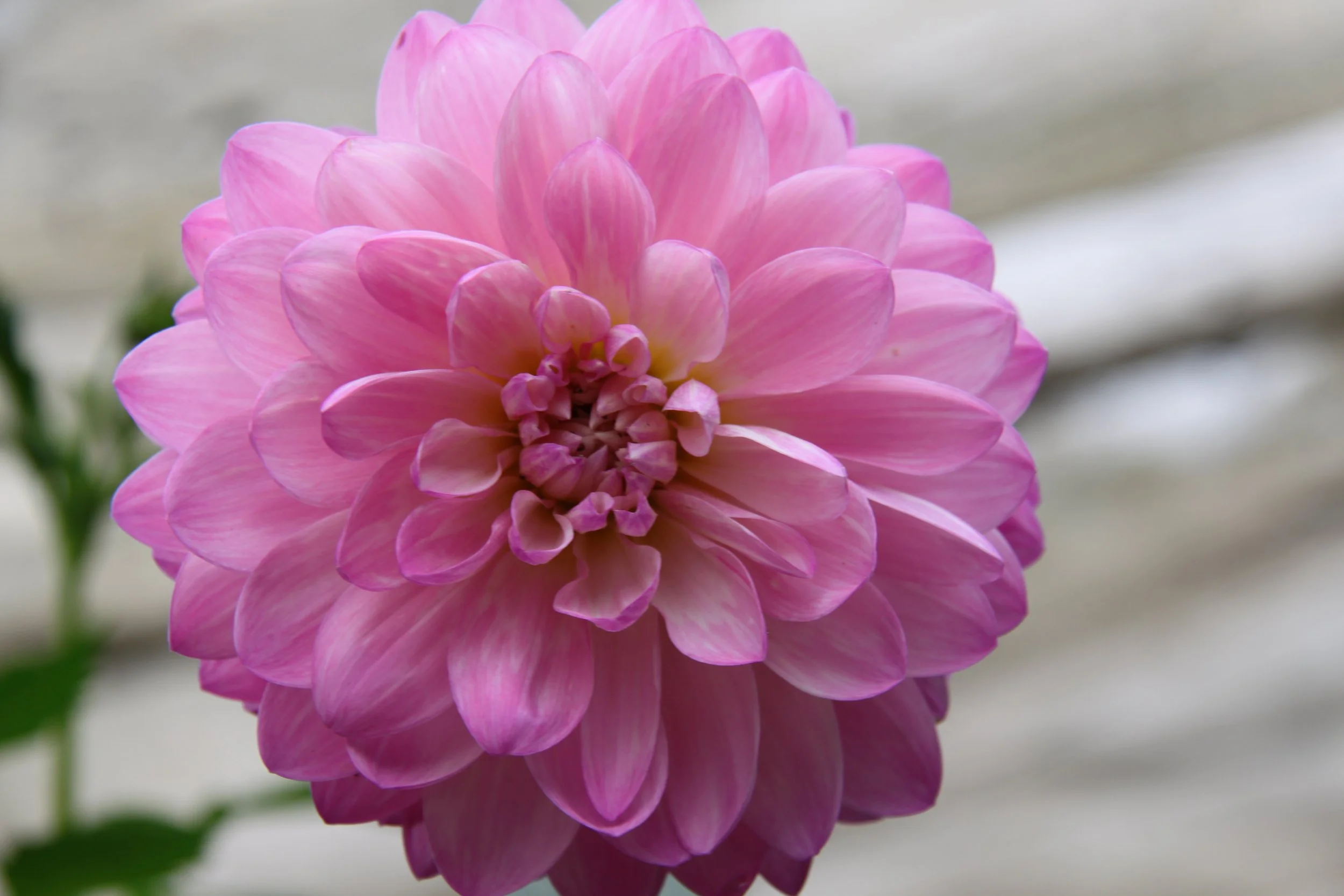 Ken's Gold Dahlia — bruce sells dahlias